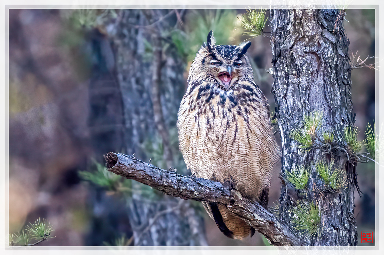 PHOTO BY  | NIKON Z 9 | 2024:03:08 16:26:25 | ISO-2800 | 1/640 sec | f 5.6 | 840 mm | EV=0 | ● WIDTH:1500 pixels  HEIGHT:999 pixels