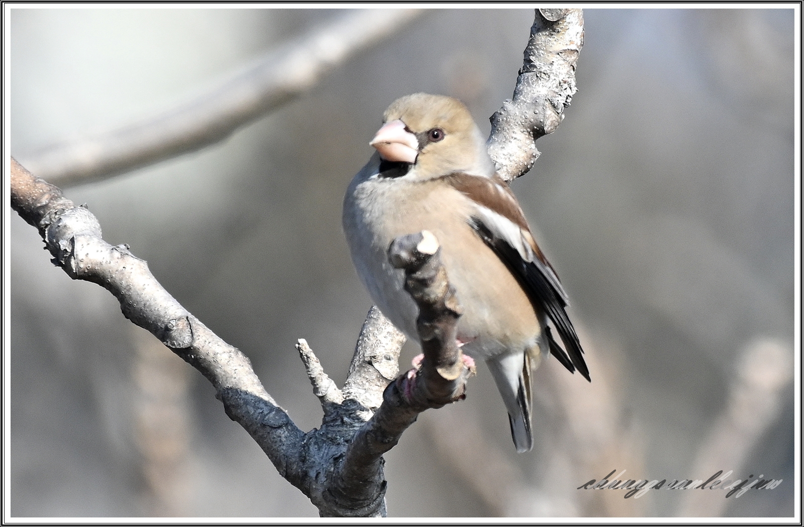 PHOTO BY  | NIKON Z 7_2 | 2024:03:08 21:55:02 | ISO-400 | 1/2000 sec | f 5.6 | 500 mm | EV=0.7 | ● WIDTH:8256 pixels  HEIGHT:5504 pixels