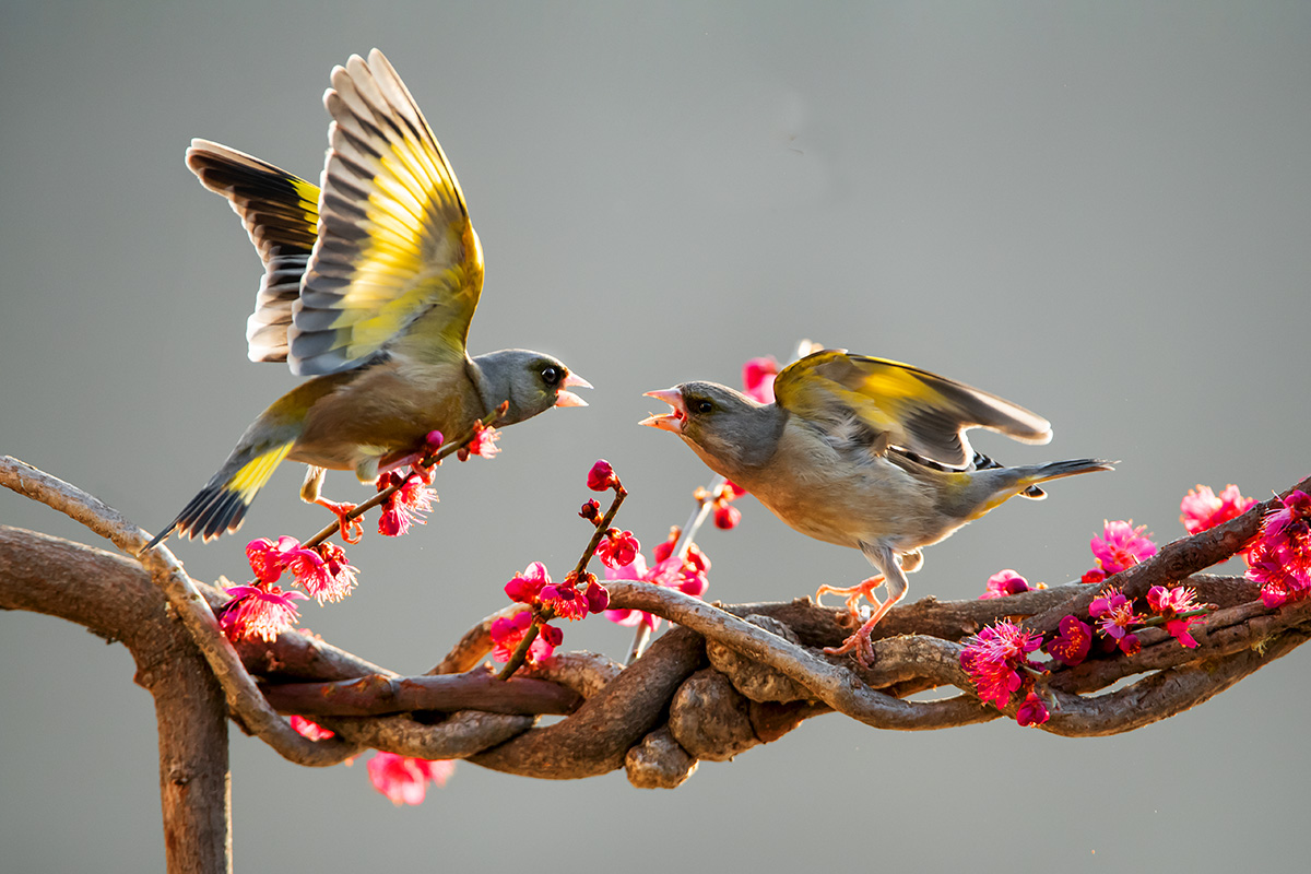 PHOTO BY  | NIKON D5 | 2024:03:13 07:59:55 | ISO-3600 | 1/2000 sec | f 5 | 400 mm | EV=1 | ● WIDTH:1200 pixels  HEIGHT:800 pixels