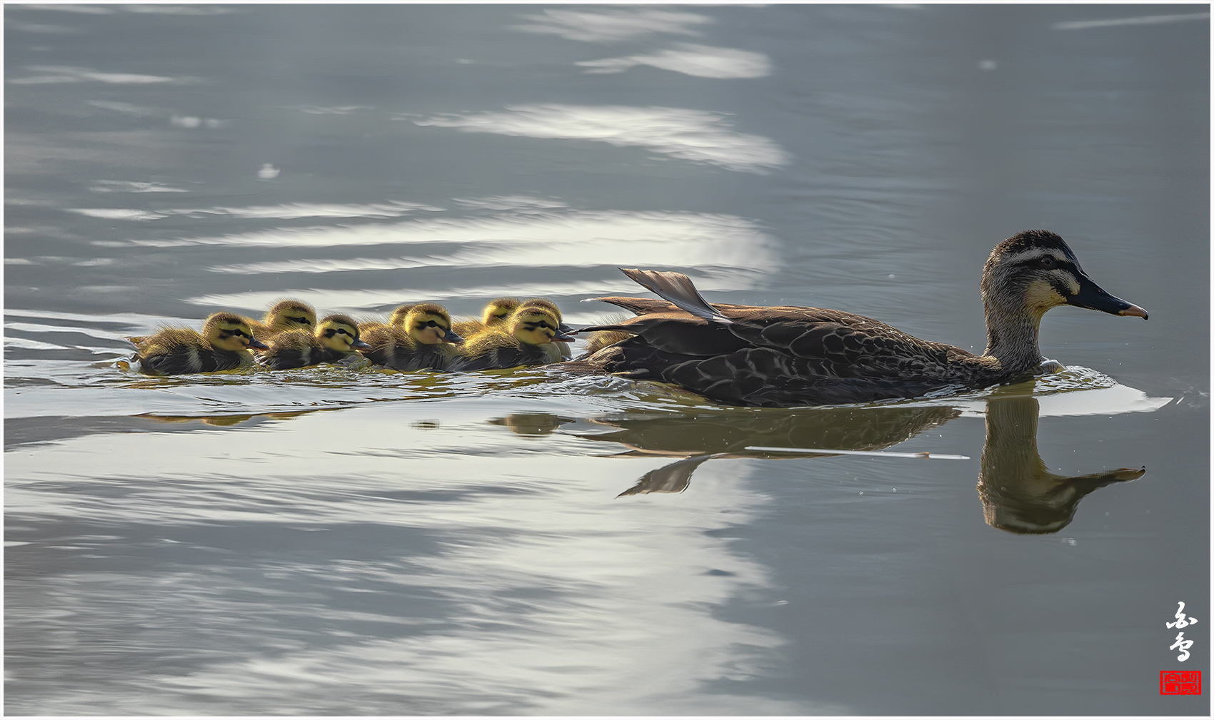 PHOTO BY  | NIKON D500 | 2024:03:13 09:40:06 | ISO-1600 | 1/8000 sec | f 8 | 700 mm | EV=0 | ● WIDTH:1700 pixels  HEIGHT:1009 pixels