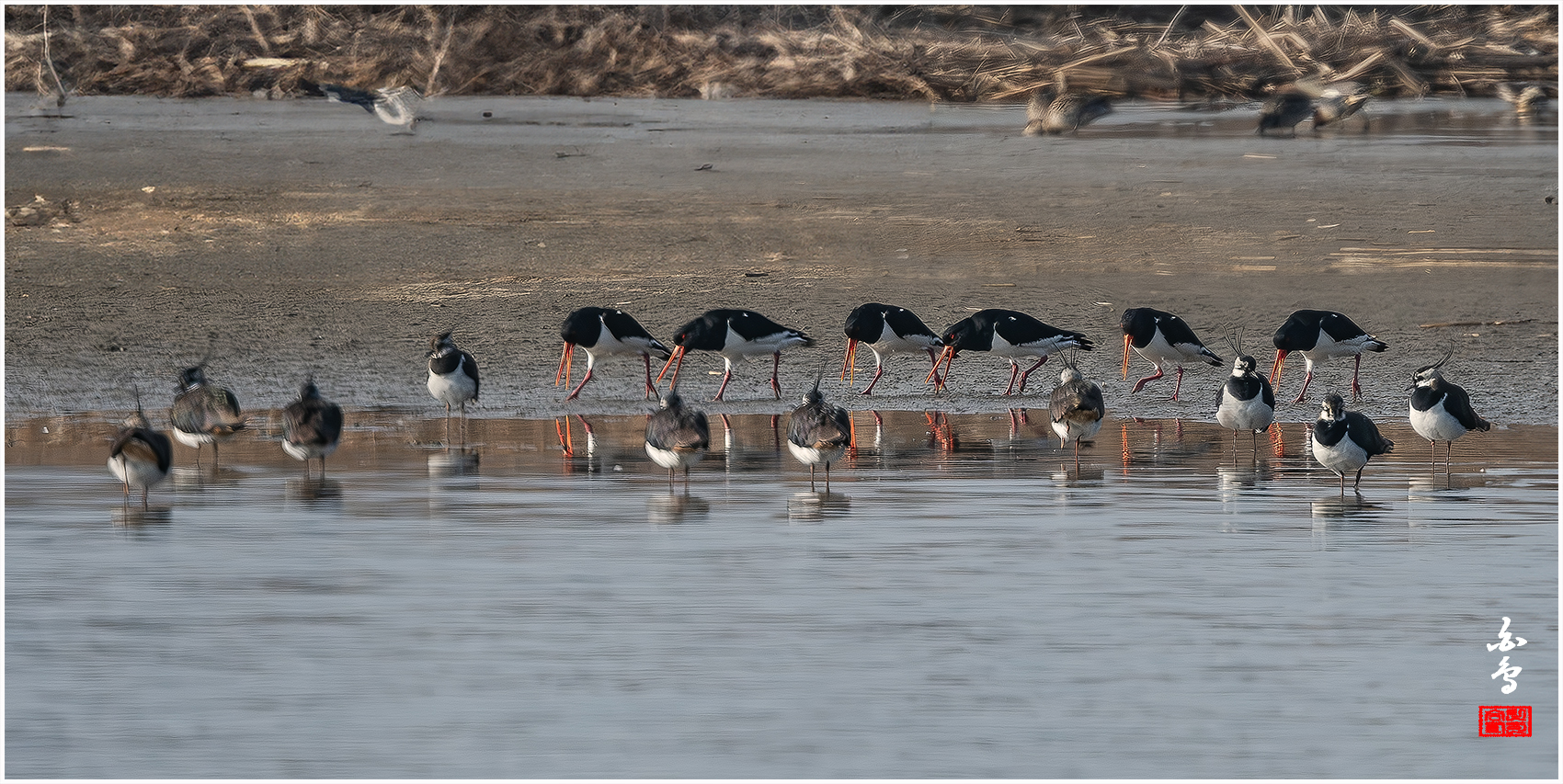 PHOTO BY  | NIKON D500 | 2024:03:21 08:44:35 | ISO-800 | 1/2500 sec | f 8 | 700 mm | EV=-0.3 | ● WIDTH:1700 pixels  HEIGHT:853 pixels