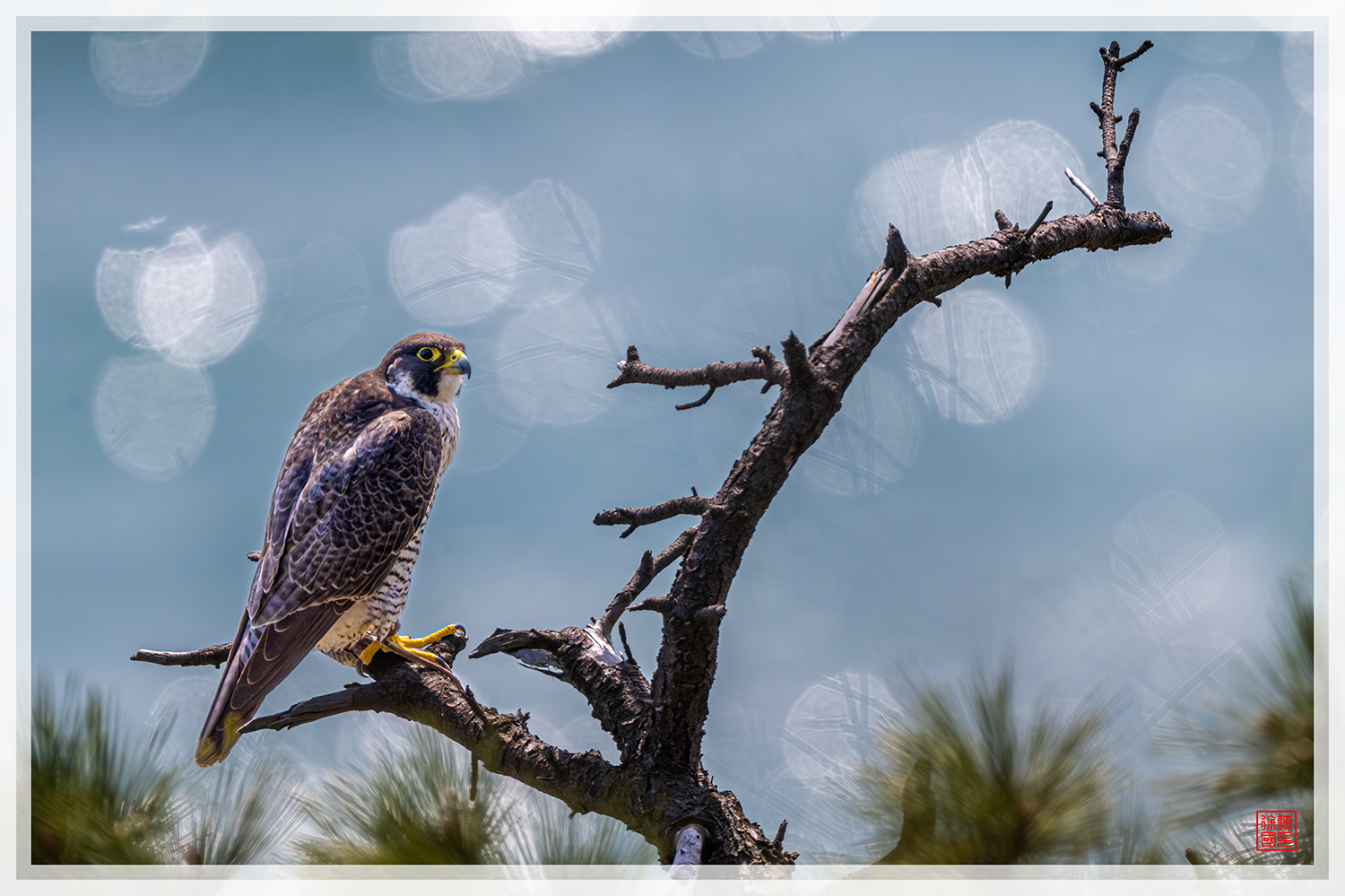 PHOTO BY  | NIKON Z 9 | 2024:03:23 13:38:08 | ISO-500 | 1/1250 sec | f 8 | 1176 mm | EV=0.7 | ● WIDTH:1500 pixels  HEIGHT:999 pixels