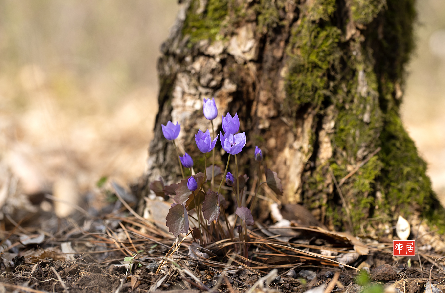 PHOTO BY changickheun | Canon EOS-1D X Mark III | 2024:03:27 11:30:29 | ISO-100 | 1/160 sec | f 5 | 100 mm | EV=0 | ● WIDTH:1800 pixels  HEIGHT:1188 pixels