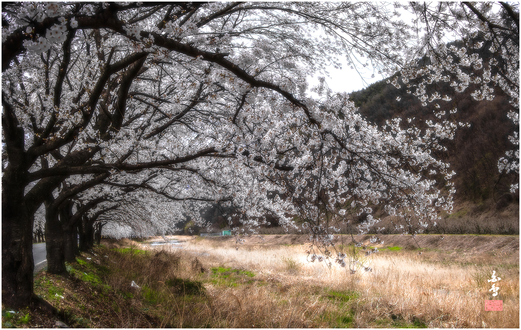 PHOTO BY SINSUKHEE | NIKON D850 | 2024:04:04 15:42:10 | ISO-400 | 1/800 sec | f 11 | 44 mm | EV=-1 | ● WIDTH:1700 pixels  HEIGHT:1077 pixels