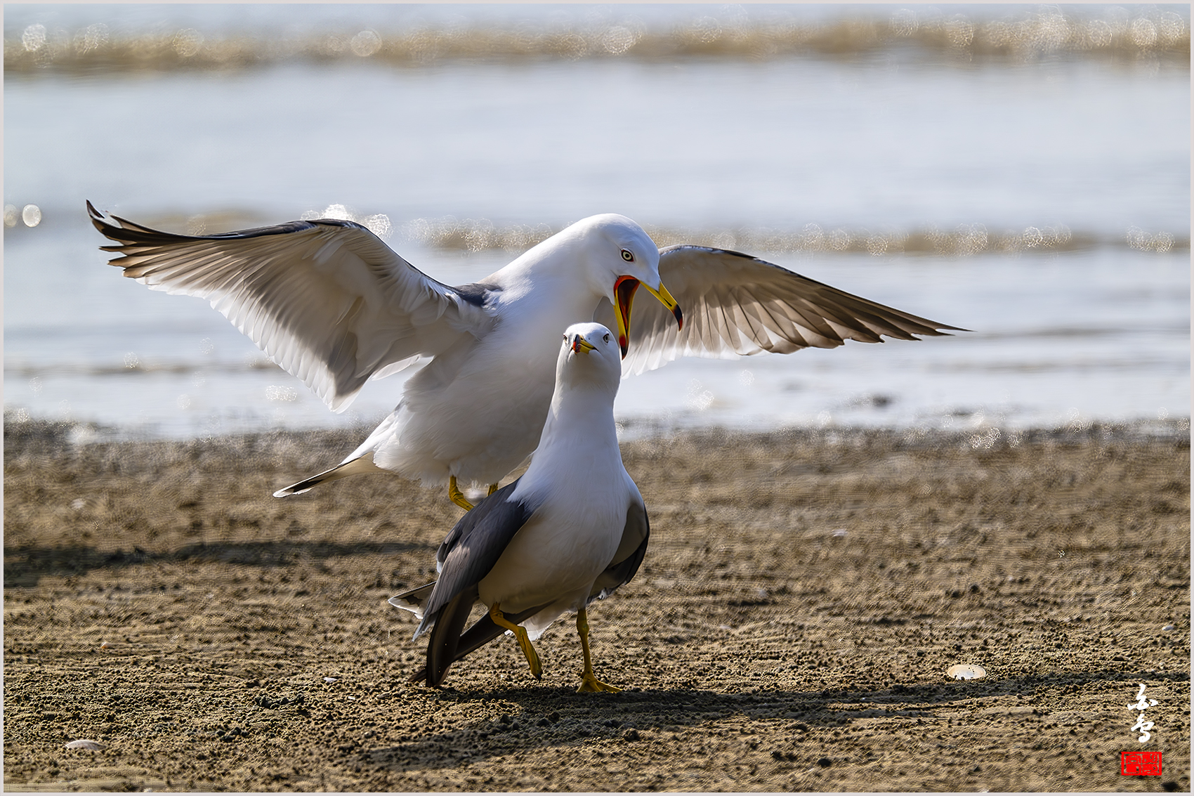 PHOTO BY  | NIKON Z 9 | 2024:04:11 15:34:04 | ISO-800 | 1/4000 sec | f 8 | 1176 mm | EV=0 | ● WIDTH:1700 pixels  HEIGHT:1133 pixels