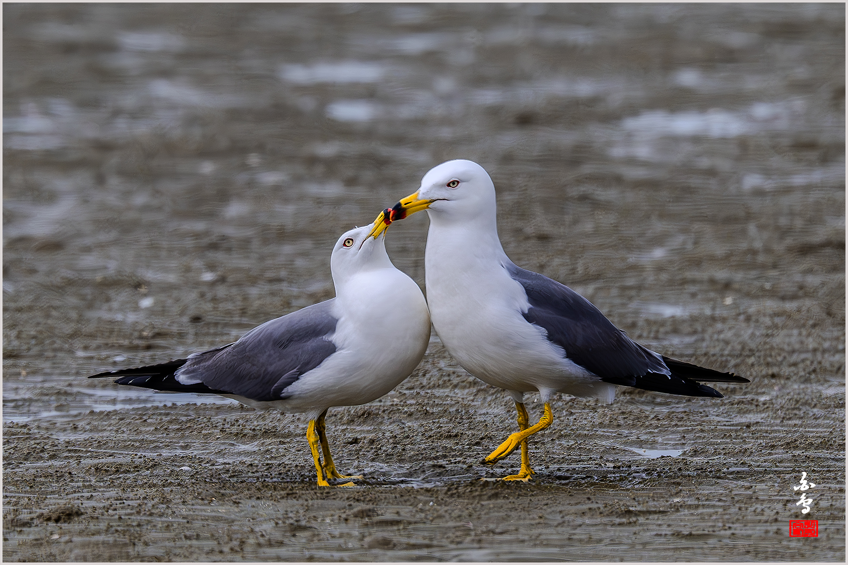 PHOTO BY  | NIKON Z 9 | 2024:04:11 12:03:47 | ISO-1600 | 1/5000 sec | f 8 | 840 mm | EV=0 | ● WIDTH:1700 pixels  HEIGHT:1133 pixels