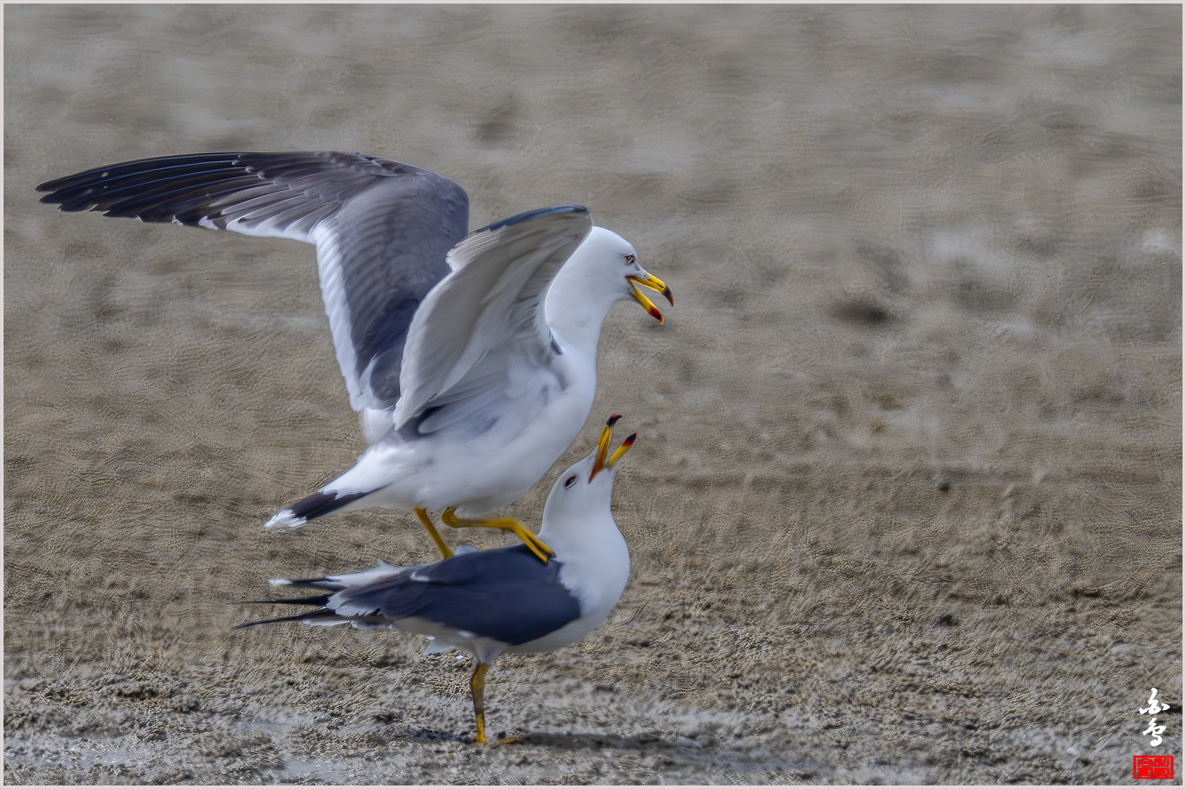 PHOTO BY  | NIKON Z 9 | 2024:04:11 13:20:12 | ISO-1000 | 1/4000 sec | f 8 | 1176 mm | EV=0 | ● WIDTH:1700 pixels  HEIGHT:1132 pixels