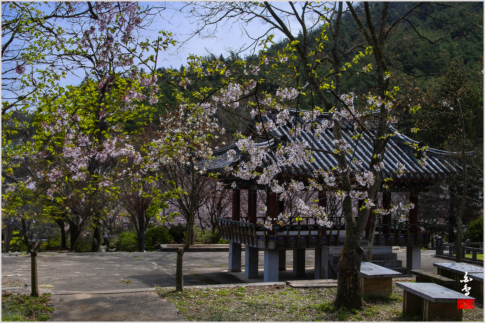 PHOTO BY SINSUKHEE | NIKON D850 | 2024:04:10 10:34:27 | ISO-200 | 1/320 sec | f 11 | 42 mm | EV=-0.3 | ● WIDTH:1700 pixels  HEIGHT:1133 pixels
