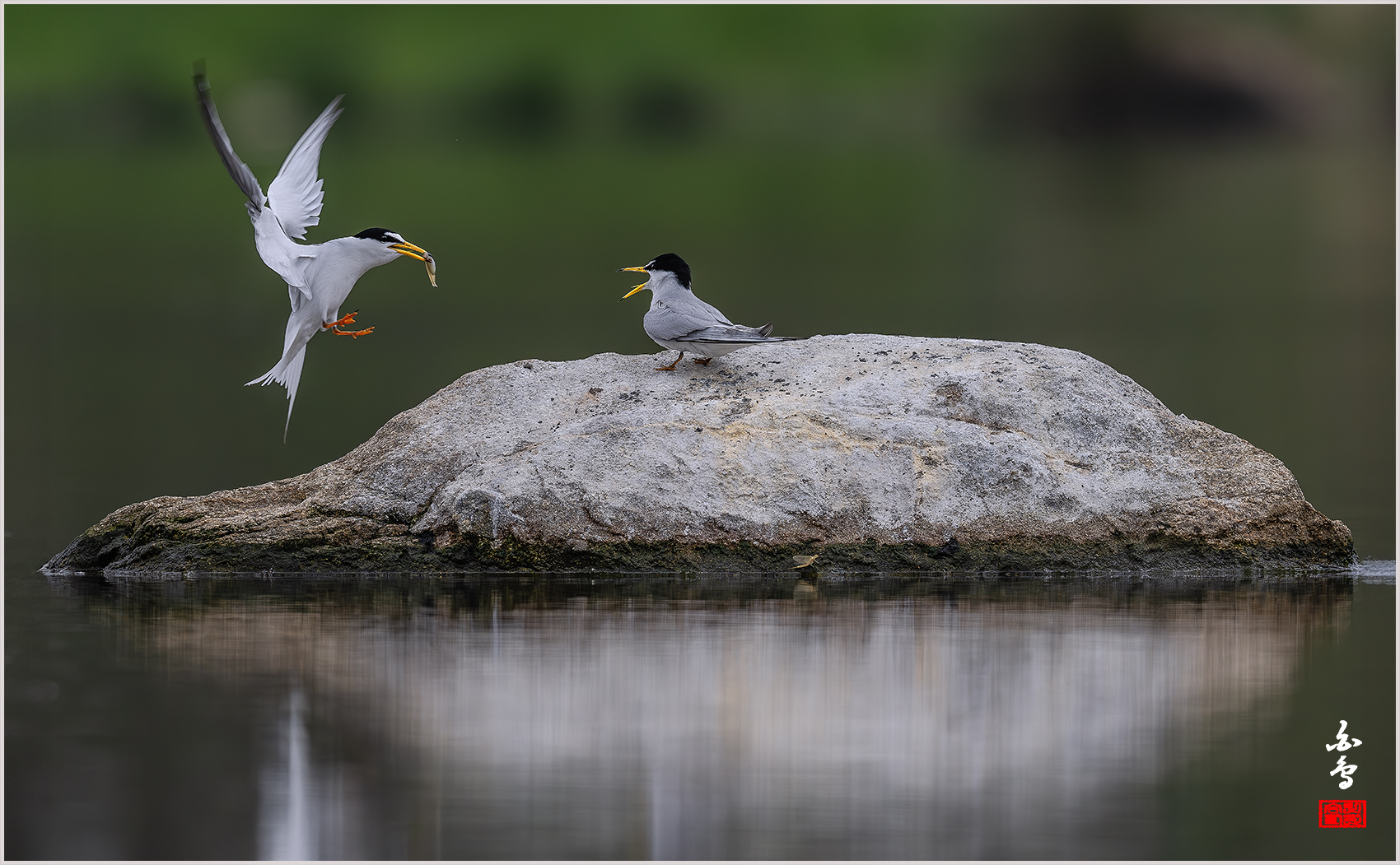 PHOTO BY  | NIKON Z 9 | 2024:04:25 10:52:37 | ISO-500 | 1/1600 sec | f 9 | 600 mm | EV=-0.3 | ● WIDTH:1700 pixels  HEIGHT:1051 pixels