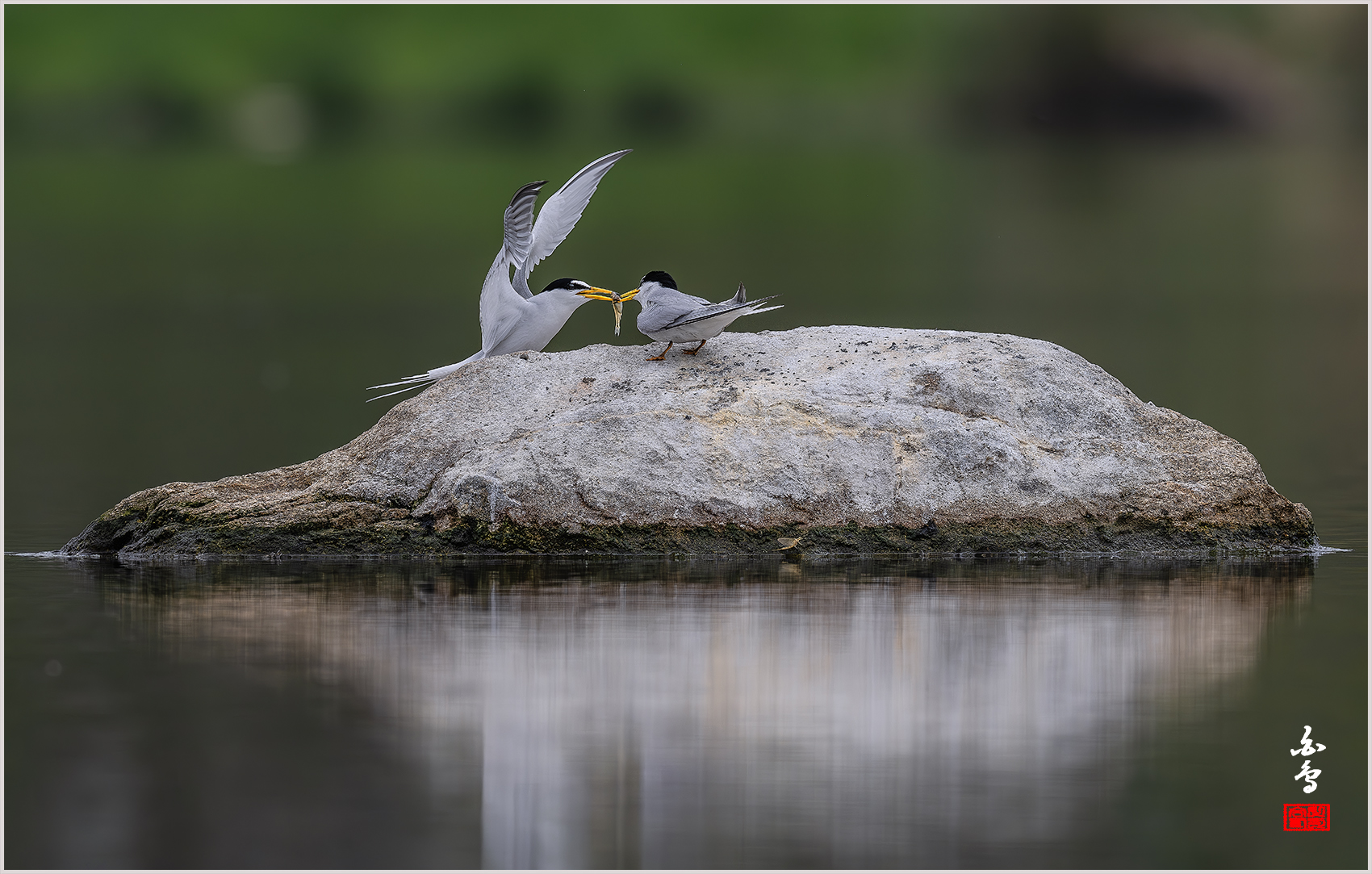 PHOTO BY  | NIKON Z 9 | 2024:04:25 10:52:37 | ISO-500 | 1/1600 sec | f 9 | 600 mm | EV=-0.3 | ● WIDTH:1700 pixels  HEIGHT:1083 pixels