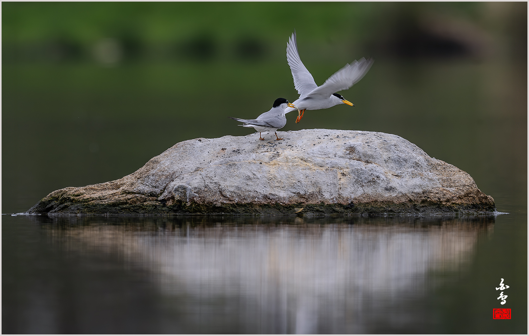 PHOTO BY  | NIKON Z 9 | 2024:04:25 10:52:38 | ISO-500 | 1/1250 sec | f 9 | 600 mm | EV=-0.3 | ● WIDTH:1700 pixels  HEIGHT:1079 pixels