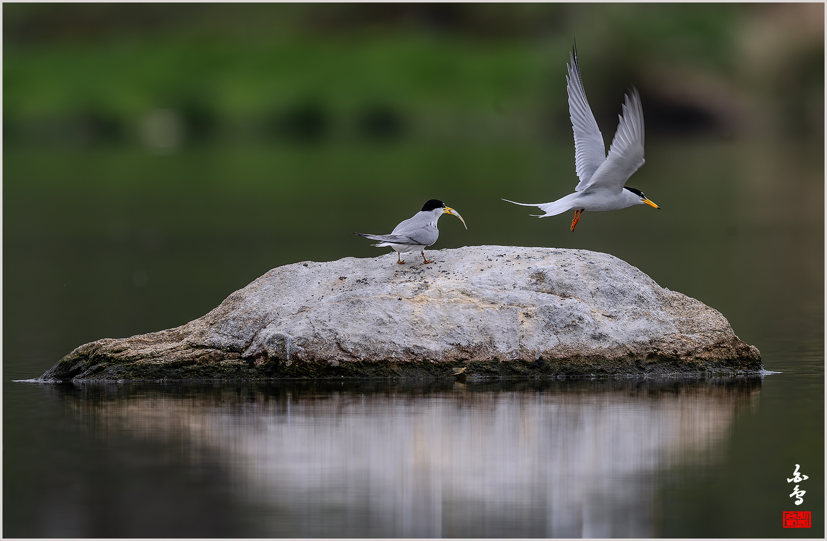 PHOTO BY  | NIKON Z 9 | 2024:04:25 10:52:38 | ISO-500 | 1/1250 sec | f 9 | 600 mm | EV=-0.3 | ● WIDTH:1700 pixels  HEIGHT:1113 pixels