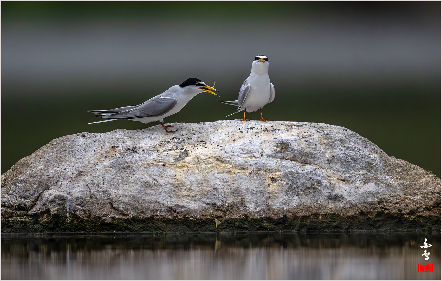 PHOTO BY  | NIKON Z 9 | 2024:04:25 10:34:45 | ISO-2500 | 1/26000 sec | f 5.6 | 840 mm | EV=-0.3 | ● WIDTH:1700 pixels  HEIGHT:1082 pixels