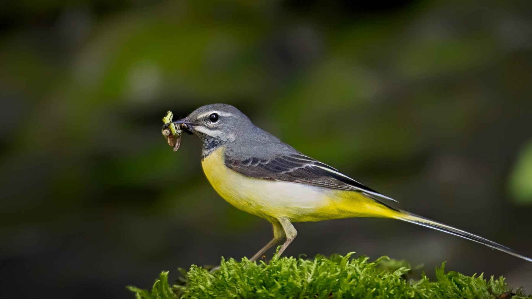 PHOTO BY jaick | Canon EOS 90D | 2025:05:01 15:32:28 | ISO-1600 | 1/1000 sec | f 2.8 | 400 mm | EV=0.3 | ● WIDTH:1800 pixels  HEIGHT:1012 pixels