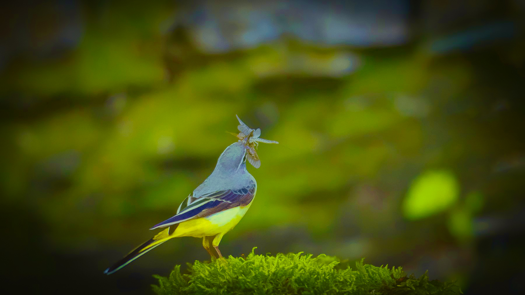 PHOTO BY jaick | Canon EOS 90D | 2025:05:01 15:25:32 | ISO-1600 | 1/1000 sec | f 2.8 | 400 mm | EV=0.3 | ● WIDTH:1800 pixels  HEIGHT:1013 pixels