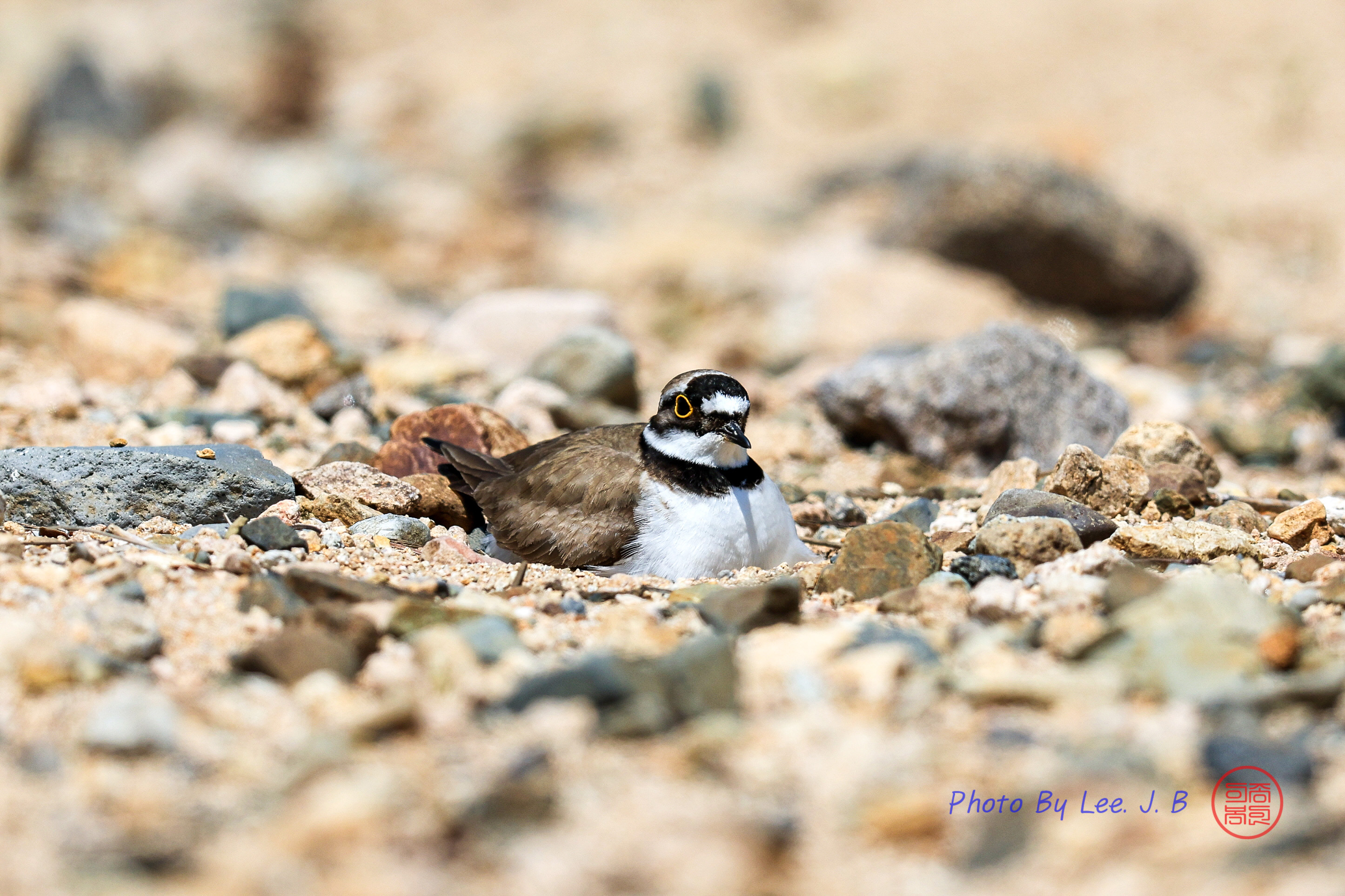 PHOTO BY  | Canon EOS R3 | 2024:04:27 13:15:17 | ISO-320 | 1/4000 sec | f 5.6 | 840 mm | EV=0 | ● WIDTH:2891 pixels  HEIGHT:1926 pixels