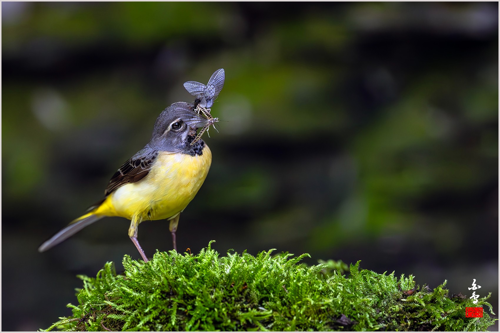 PHOTO BY  | NIKON Z 9 | 2024:04:27 14:17:27 | ISO-2500 | 1/1600 sec | f 4 | 600 mm | EV=-1 | ● WIDTH:0 pixels  HEIGHT:0 pixels