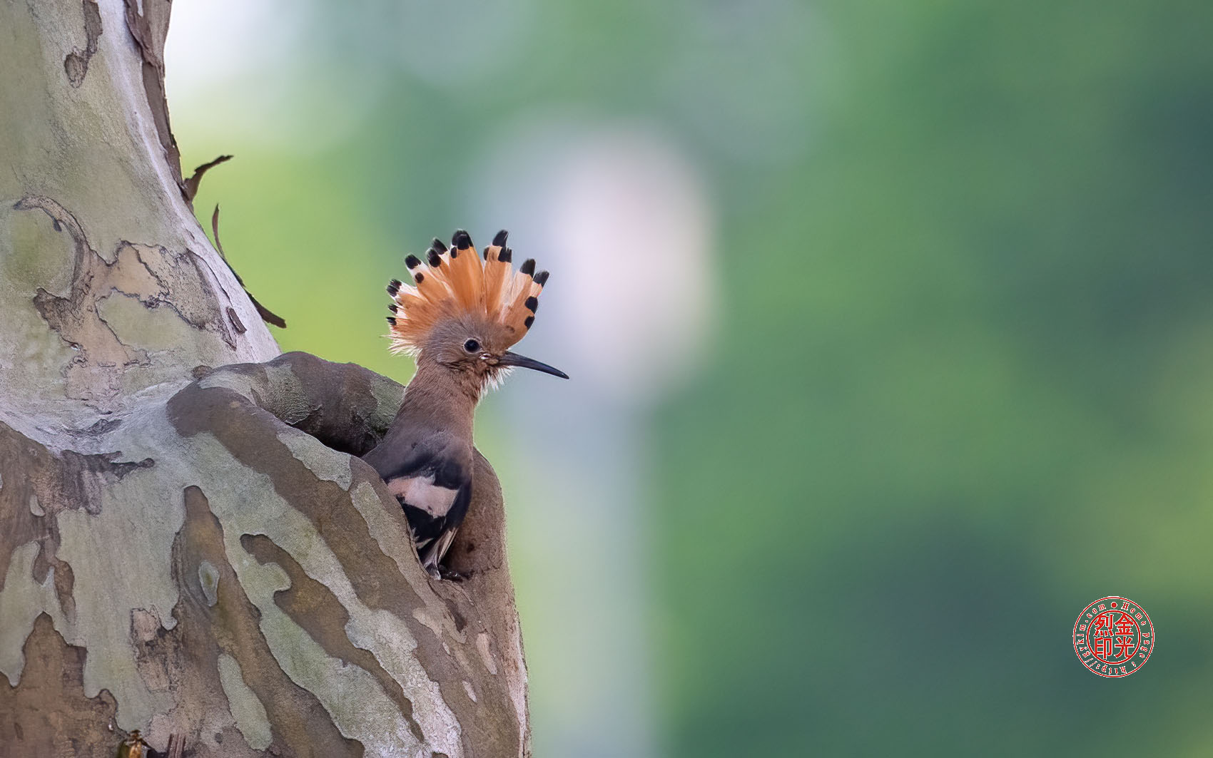 PHOTO BY KKY_CWANG_YEOL | NIKON Z 8 | 2024:05:11 05:37:16 | ISO-3200 | 1/250 sec | f 6.3 | 600 mm | EV=0.7 | ● WIDTH:1700 pixels  HEIGHT:1063 pixels