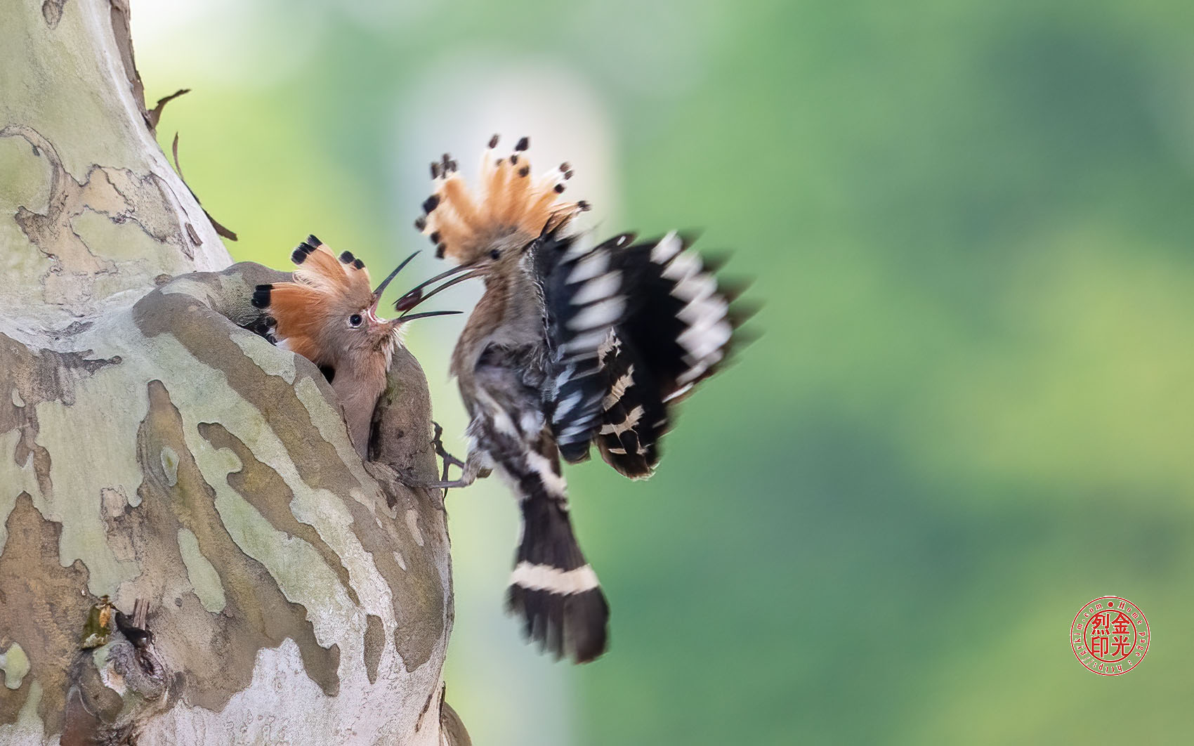 PHOTO BY KKY_CWANG_YEOL | NIKON Z 8 | 2024:05:11 05:45:21 | ISO-3200 | 1/320 sec | f 6.3 | 600 mm | EV=0.7 | ● WIDTH:1700 pixels  HEIGHT:1062 pixels