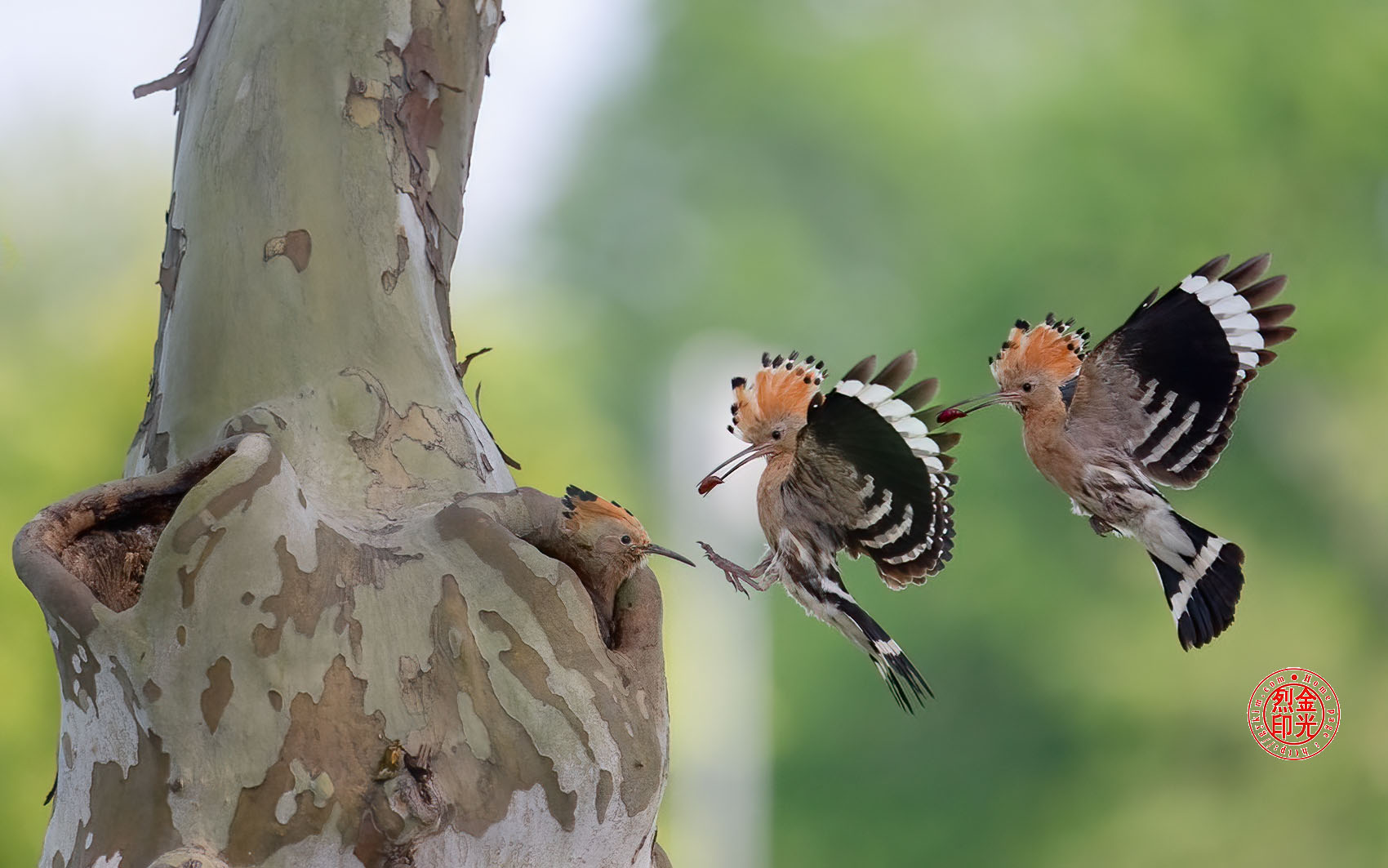 PHOTO BY KKY_CWANG_YEOL | NIKON Z 8 | 2024:05:11 06:58:22 | ISO-4000 | 1/2500 sec | f 6.3 | 600 mm | EV=0.7 | ● WIDTH:1700 pixels  HEIGHT:1063 pixels