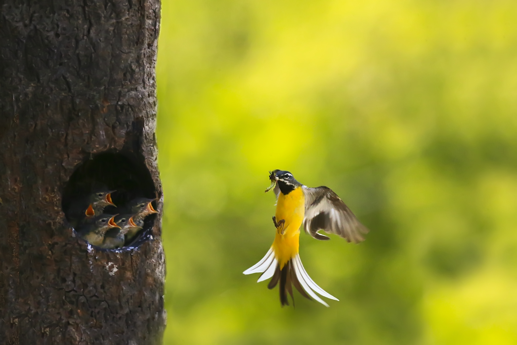 PHOTO BY HNalim | Canon EOS 7D Mark II | 2024:05:10 10:18:10 | ISO-1000 | 1/640 sec | f 18 | 275 mm | EV=0 | ● WIDTH:1800 pixels  HEIGHT:1200 pixels