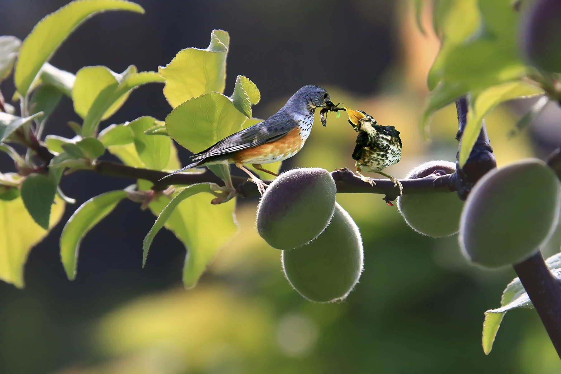 PHOTO BY HNalim | Canon EOS 7D Mark II | 2024:05:10 10:18:12 | ISO-1000 | 1/500 sec | f 18 | 275 mm | EV=0 | ● WIDTH:1800 pixels  HEIGHT:1200 pixels