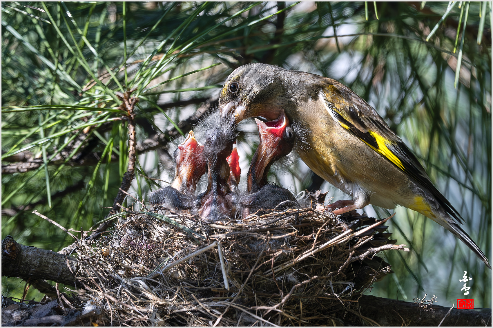 PHOTO BY  | NIKON Z 9 | 2024:05:13 15:55:19 | ISO-1250 | 1/1250 sec | f 8 | 840 mm | EV=0 | ● WIDTH:1700 pixels  HEIGHT:1133 pixels