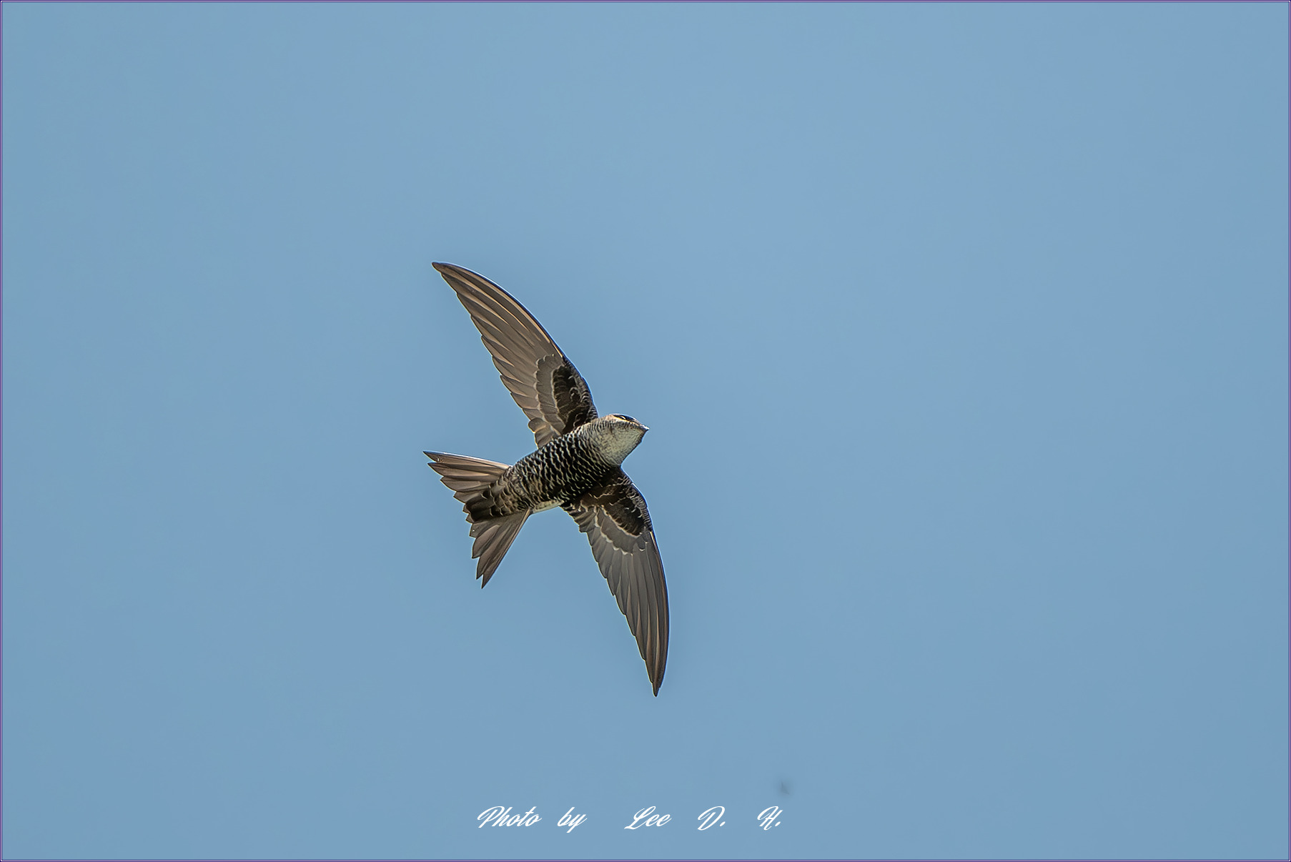 PHOTO BY  | NIKON D500 | 2024:05:04 12:21:10 | ISO-500 | 1/4000 sec | f 5.6 | 500 mm | EV=0.3 | ● WIDTH:1800 pixels  HEIGHT:1200 pixels