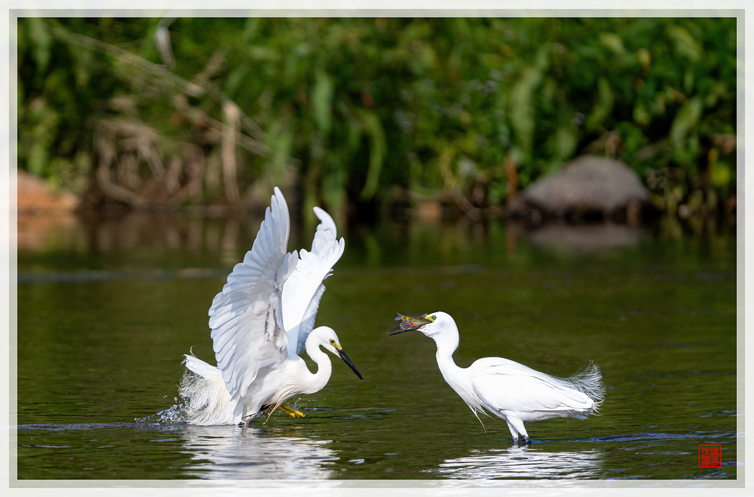 PHOTO BY  | NIKON Z 9 | 2024:05:24 17:12:10 | ISO-450 | 1/1250 sec | f 5.6 | 840 mm | EV=0.7 | ● WIDTH:1500 pixels  HEIGHT:988 pixels