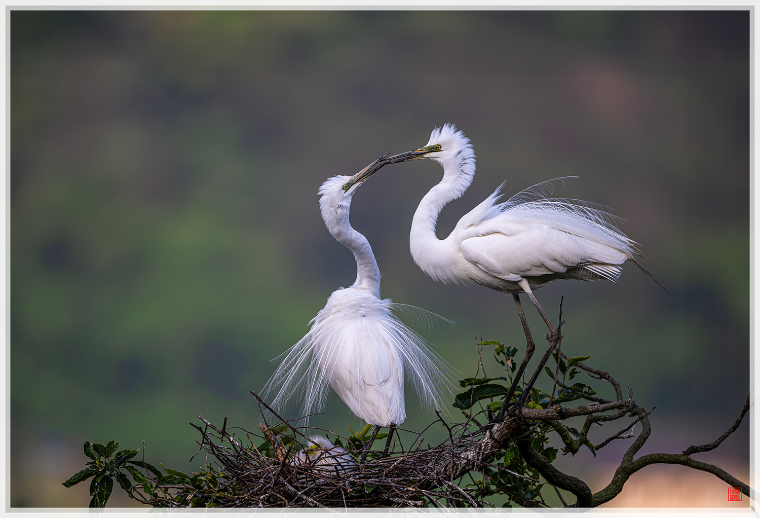 PHOTO BY  | NIKON Z 9 | 2024:05:26 06:29:09 | ISO-640 | 1/1250 sec | f 6.3 | 840 mm | EV=-0.7 | ● WIDTH:1500 pixels  HEIGHT:1022 pixels