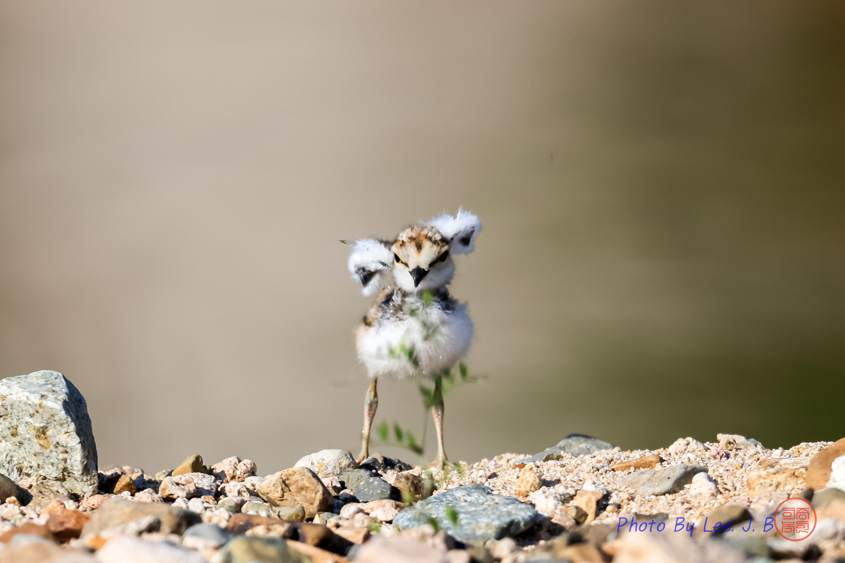 PHOTO BY  | Canon EOS R3 | 2024:05:15 07:51:05 | ISO-640 | 1/4000 sec | f 5.6 | 840 mm | EV=0 | ● WIDTH:2749 pixels  HEIGHT:1832 pixels