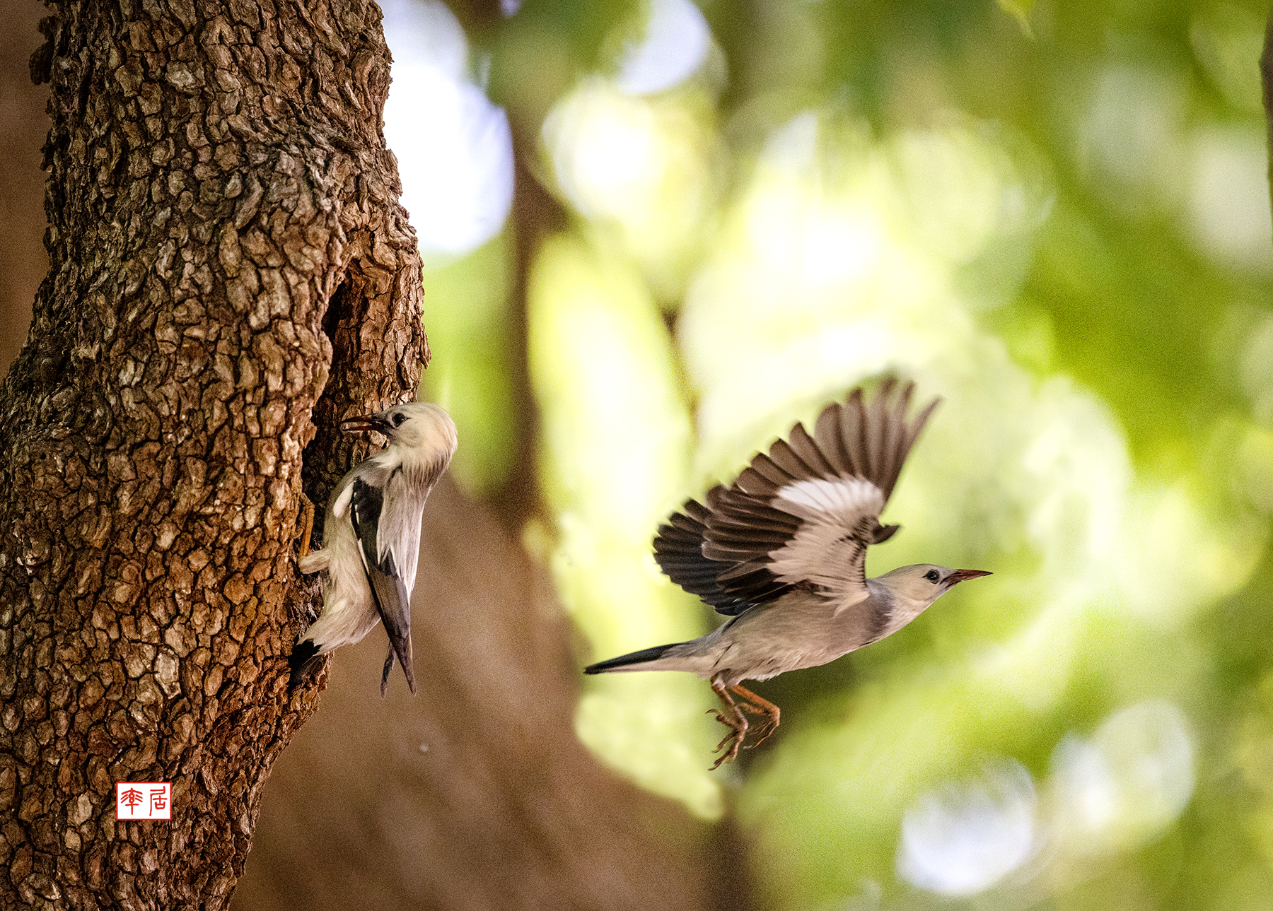 PHOTO BY changickheun | Canon EOS-1D X Mark III | 2024:05:29 12:32:53 | ISO-6400 | 1/2000 sec | f 4 | 600 mm | EV=0 | ● WIDTH:1800 pixels  HEIGHT:1289 pixels