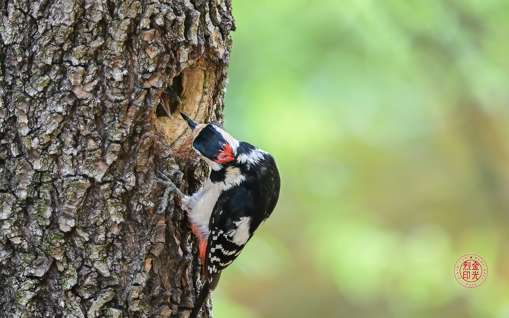 PHOTO BY KKY_CWANG_YEOL | NIKON Z 8 | 2024:05:26 12:53:25 | ISO-2500 | 1/400 sec | f 6.3 | 600 mm | EV=0.3 | ● WIDTH:1700 pixels  HEIGHT:1063 pixels