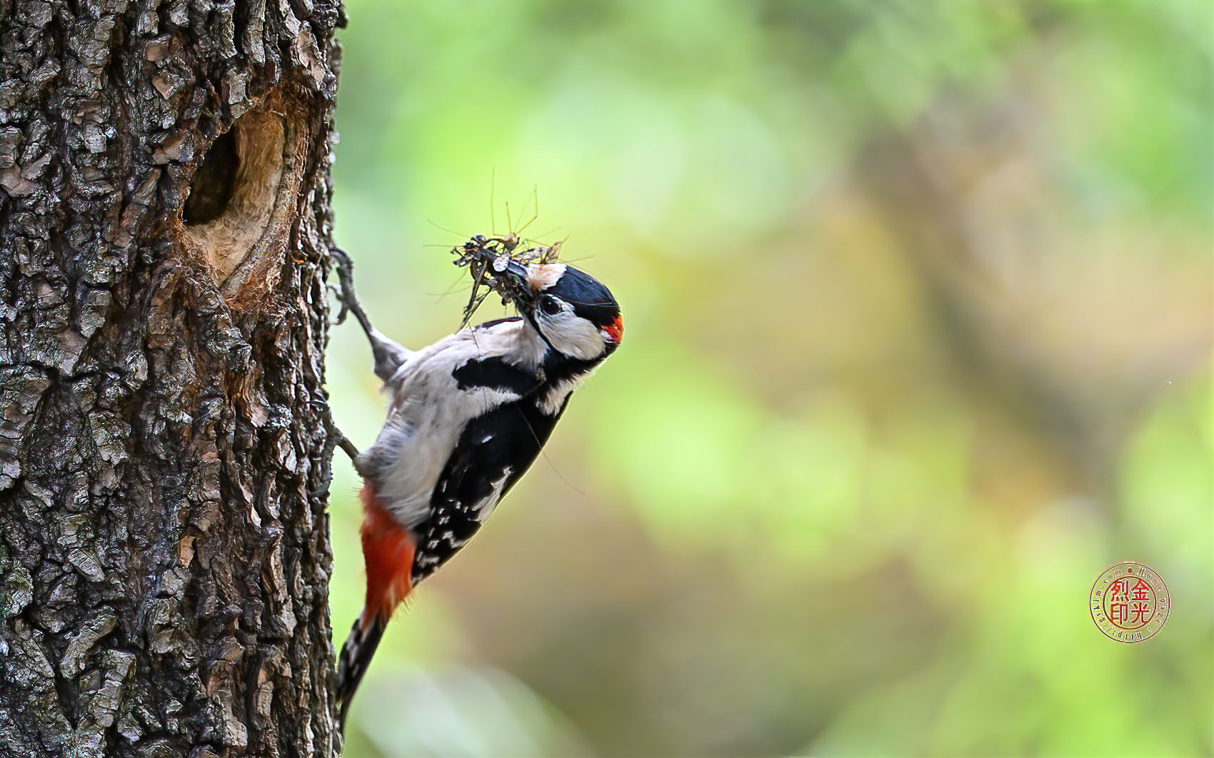 PHOTO BY KKY_CWANG_YEOL | NIKON Z 8 | 2024:05:26 13:47:49 | ISO-3200 | 1/320 sec | f 6.3 | 600 mm | EV=0.7 | ● WIDTH:1700 pixels  HEIGHT:1062 pixels