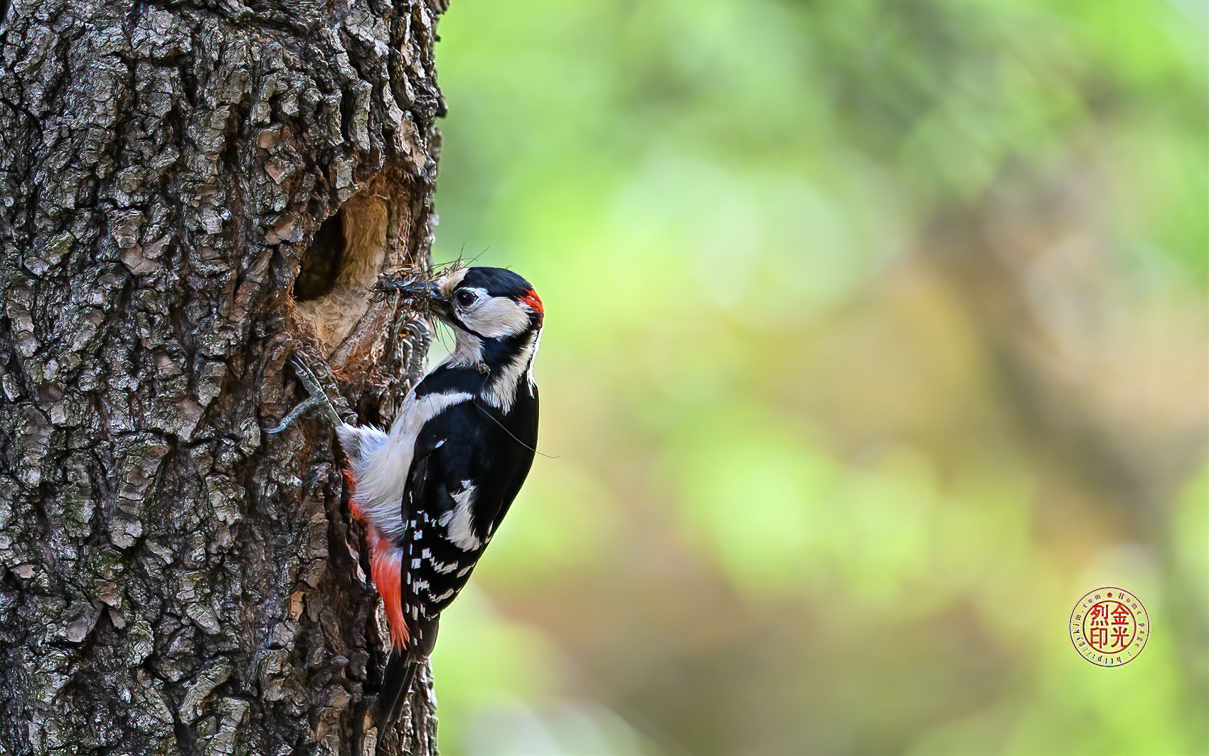 PHOTO BY KKY_CWANG_YEOL | NIKON Z 8 | 2024:05:26 13:47:50 | ISO-3200 | 1/320 sec | f 6.3 | 600 mm | EV=0.7 | ● WIDTH:1700 pixels  HEIGHT:1063 pixels