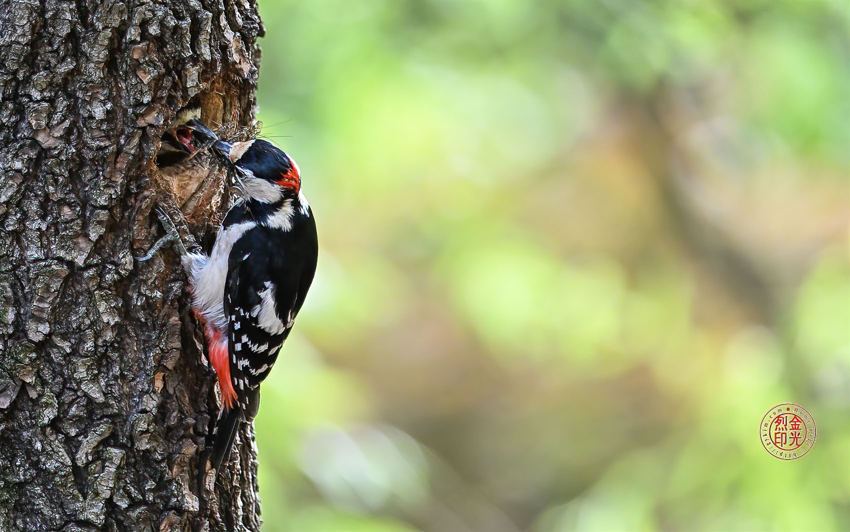 PHOTO BY KKY_CWANG_YEOL | NIKON Z 8 | 2024:05:26 13:47:52 | ISO-3200 | 1/400 sec | f 6.3 | 600 mm | EV=0.7 | ● WIDTH:1700 pixels  HEIGHT:1063 pixels