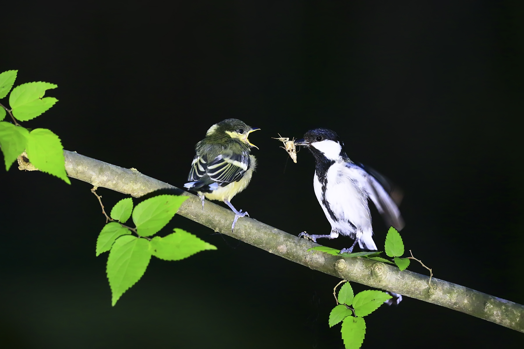 PHOTO BY WO2YA LAB | Canon EOS-1D X Mark II | 2024:05:24 16:46:39 | ISO-3200 | 1/8000 sec | f 7.1 | 260 mm | EV=0 | ● WIDTH:1800 pixels  HEIGHT:1200 pixels