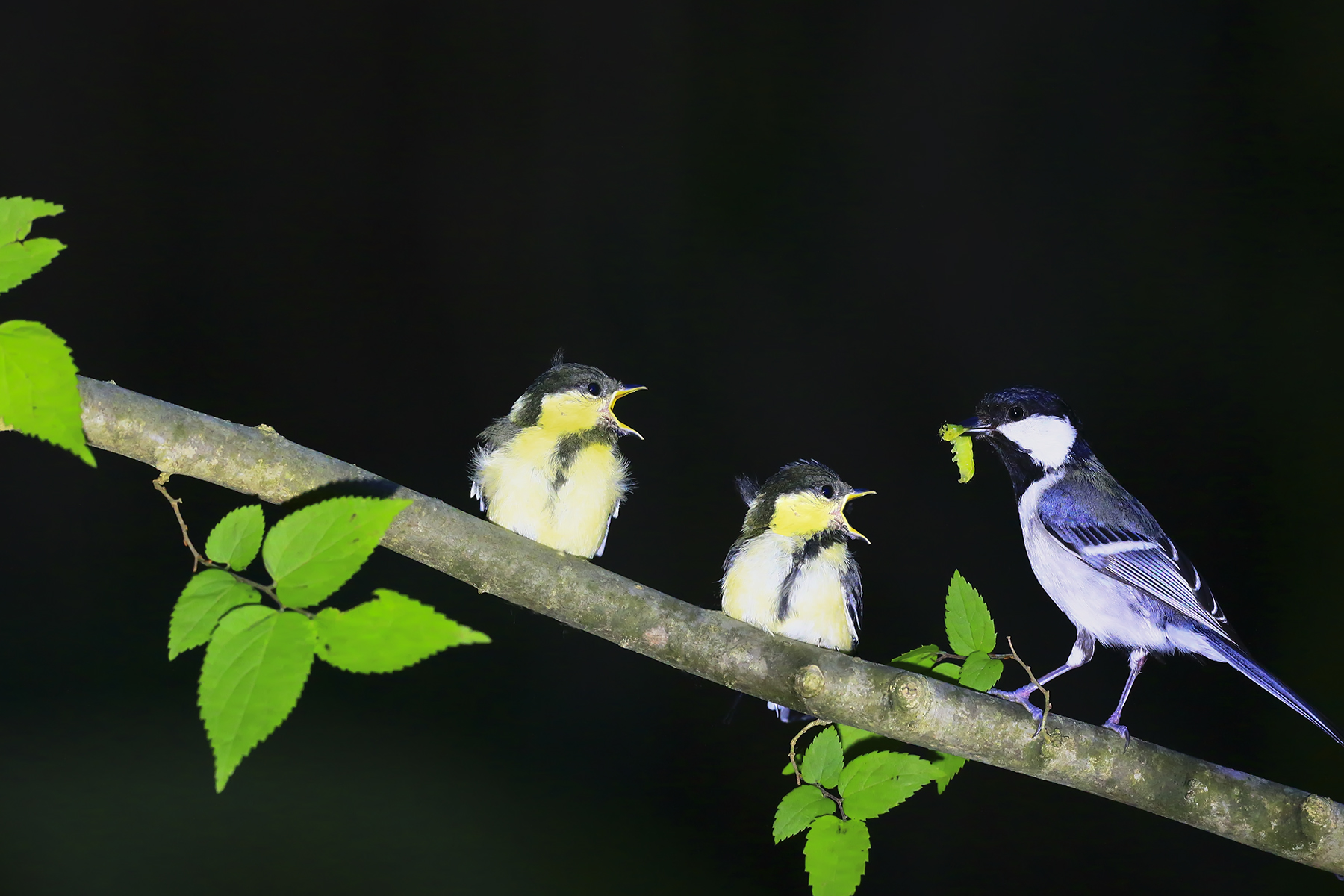 PHOTO BY WO2YA LAB | Canon EOS-1D X Mark II | 2024:05:24 16:46:39 | ISO-3200 | 1/8000 sec | f 7.1 | 260 mm | EV=0 | ● WIDTH:1800 pixels  HEIGHT:1200 pixels