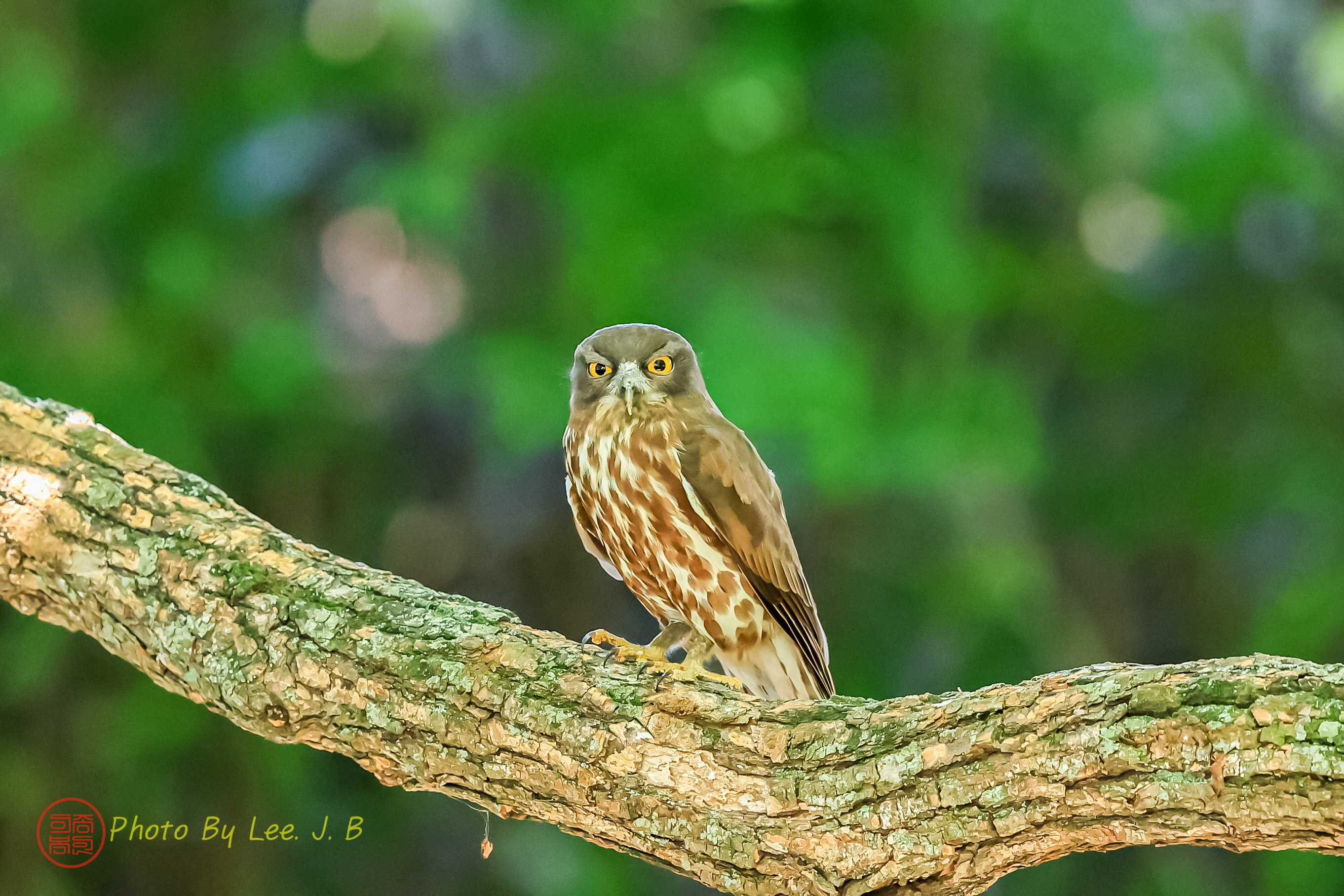 PHOTO BY  | Canon EOS R3 | 2024:05:19 13:12:21 | ISO-6400 | 1/1600 sec | f 4 | 600 mm | EV=-0.7 | ● WIDTH:2723 pixels  HEIGHT:1815 pixels