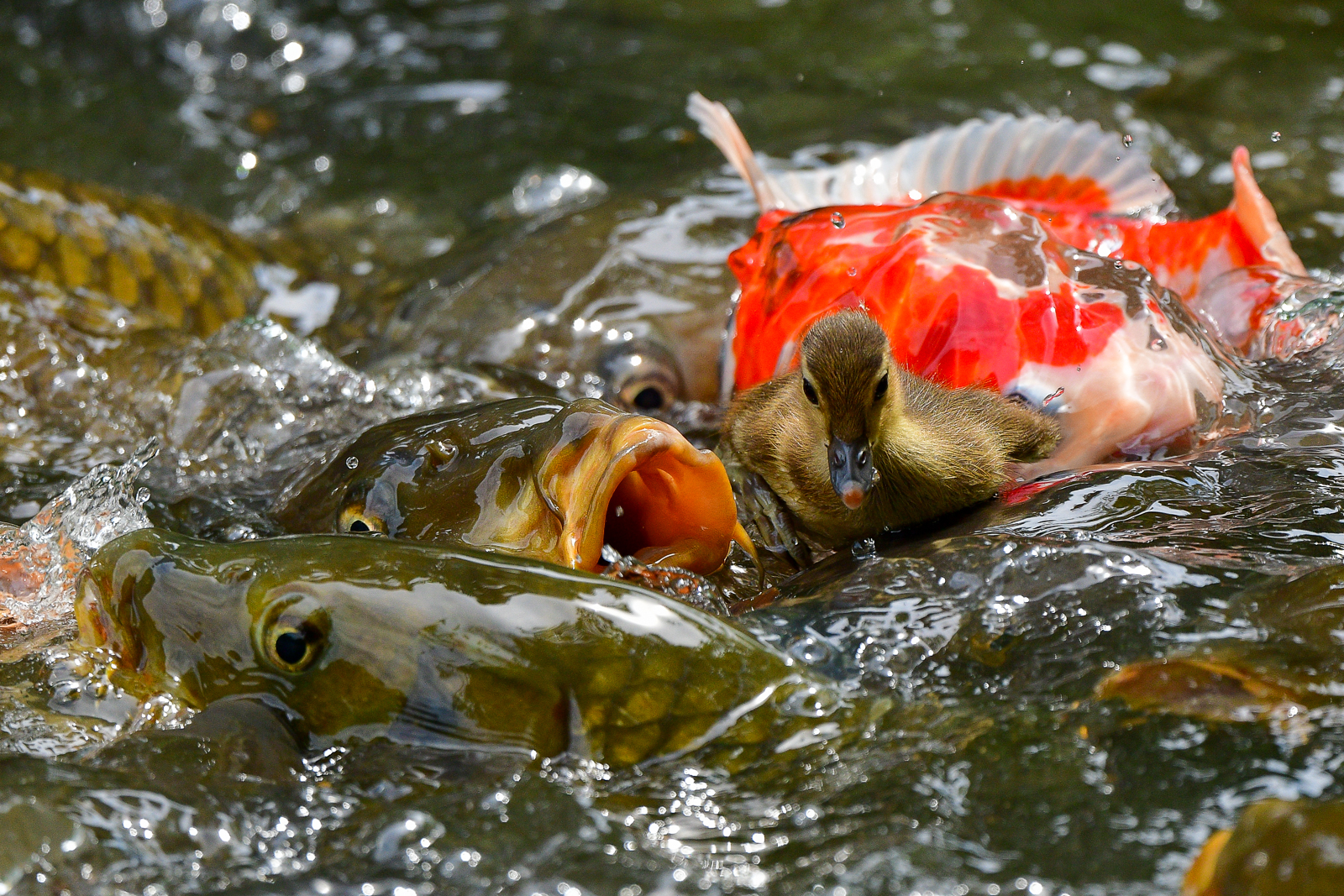 PHOTO BY  | NIKON D500 | 2024:05:30 11:14:58 | ISO-640 | 1/1250 sec | f 5.6 | 500 mm | EV=0 | ● WIDTH:  HEIGHT: