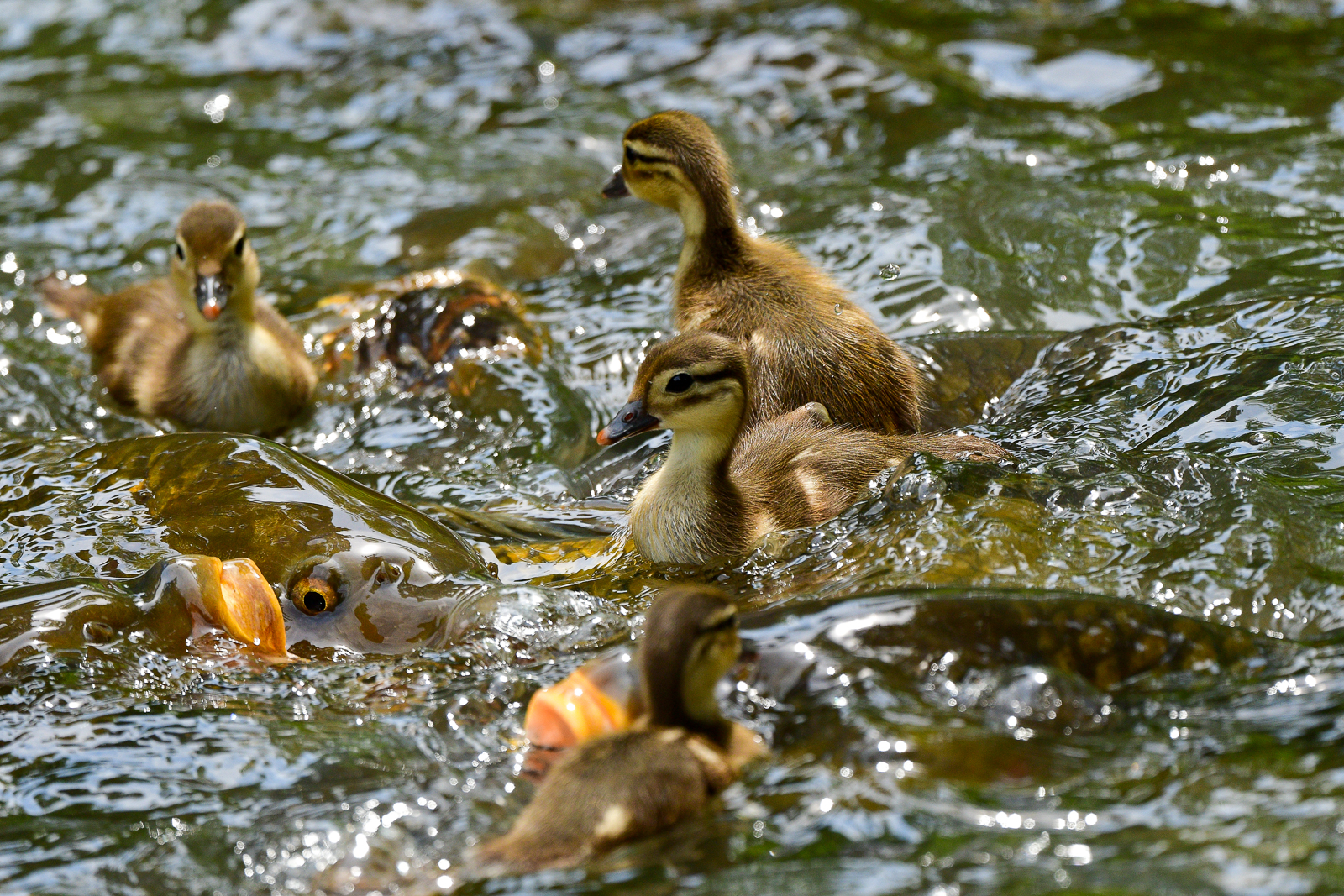 PHOTO BY  | NIKON D500 | 2024:05:30 11:11:45 | ISO-560 | 1/1250 sec | f 5.6 | 500 mm | EV=0 | ● WIDTH:  HEIGHT: