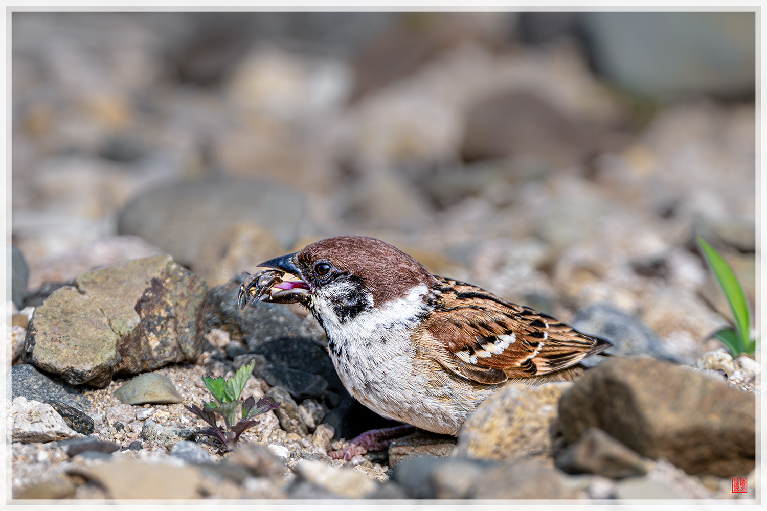 PHOTO BY  | NIKON Z 9 | 2024:06:01 08:27:56 | ISO-280 | 1/2000 sec | f 6.3 | 840 mm | EV=0 | ● WIDTH:1500 pixels  HEIGHT:1000 pixels