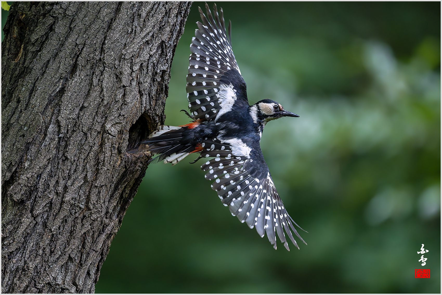 PHOTO BY  | NIKON Z 9 | 2024:05:30 12:49:43 | ISO-6400 | 1/2000 sec | f 4 | 600 mm | EV=-0.7 | ● WIDTH:1700 pixels  HEIGHT:1133 pixels