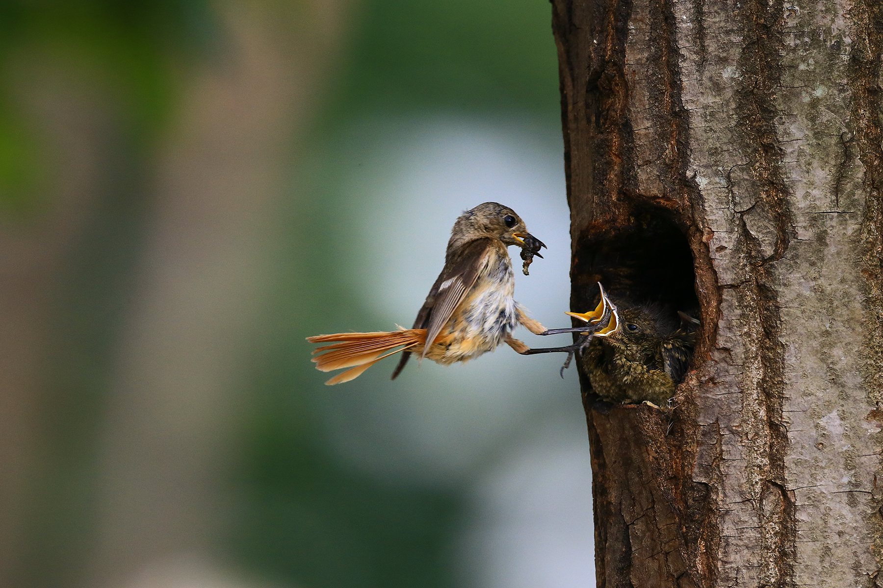 PHOTO BY WO2YA LAB | Canon EOS-1D X Mark II | 2024:05:29 17:49:23 | ISO-3200 | 1/8000 sec | f 7.1 | 90 mm | EV=0 | ● WIDTH:1800 pixels  HEIGHT:1200 pixels