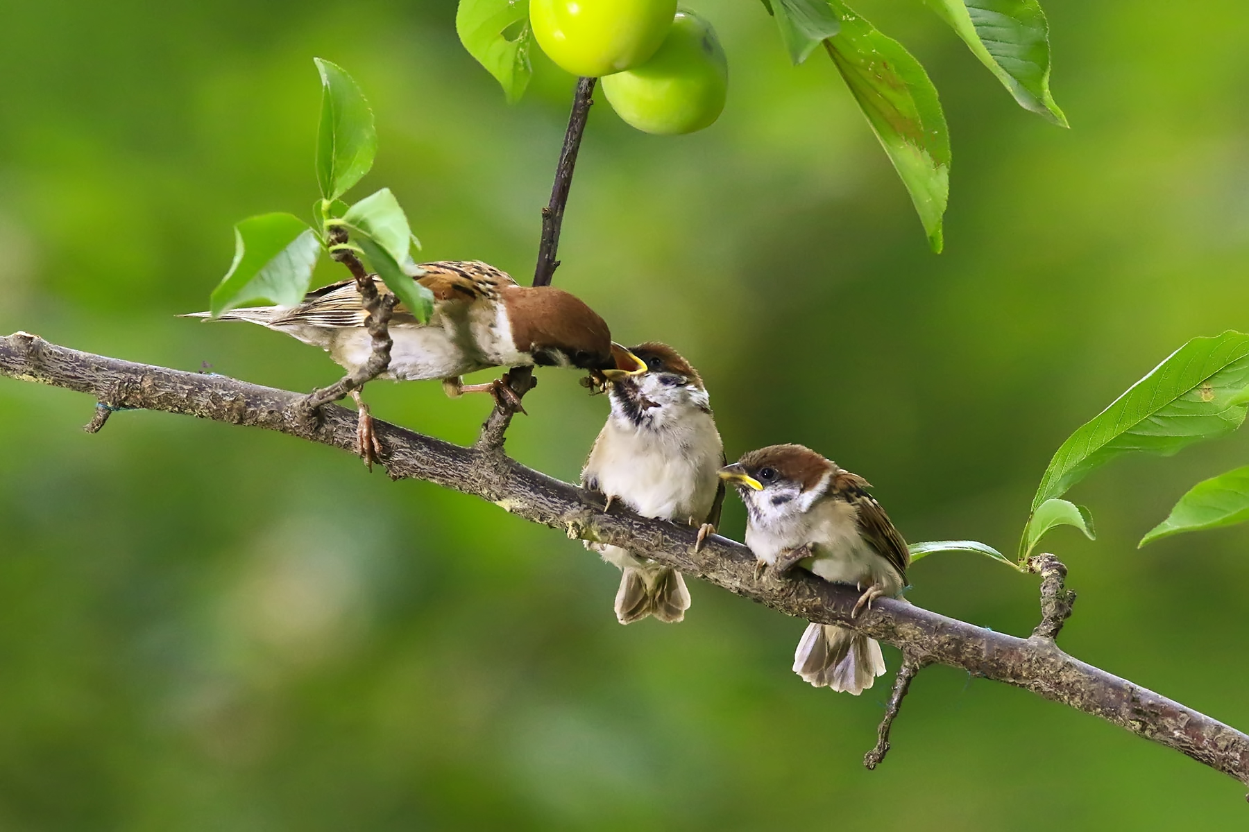 PHOTO BY WO2YA LAB | Canon EOS-1D X Mark II | 2024:06:04 17:50:40 | ISO-3200 | 1/8000 sec | f 7.1 | 250 mm | EV=0 | ● WIDTH:1800 pixels  HEIGHT:1200 pixels