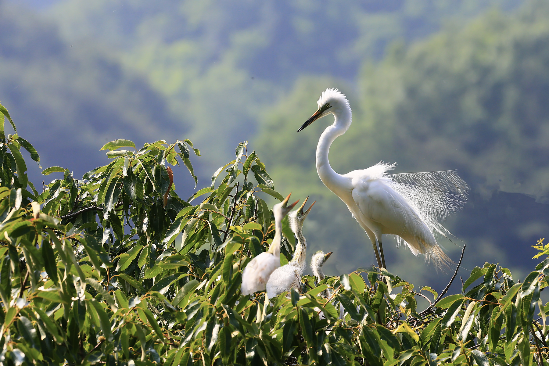 PHOTO BY WO2YA LAB | Canon EOS-1D X Mark II | 2024:06:04 17:50:45 | ISO-3200 | 1/2000 sec | f 7.1 | 250 mm | EV=0 | ● WIDTH:1800 pixels  HEIGHT:1200 pixels