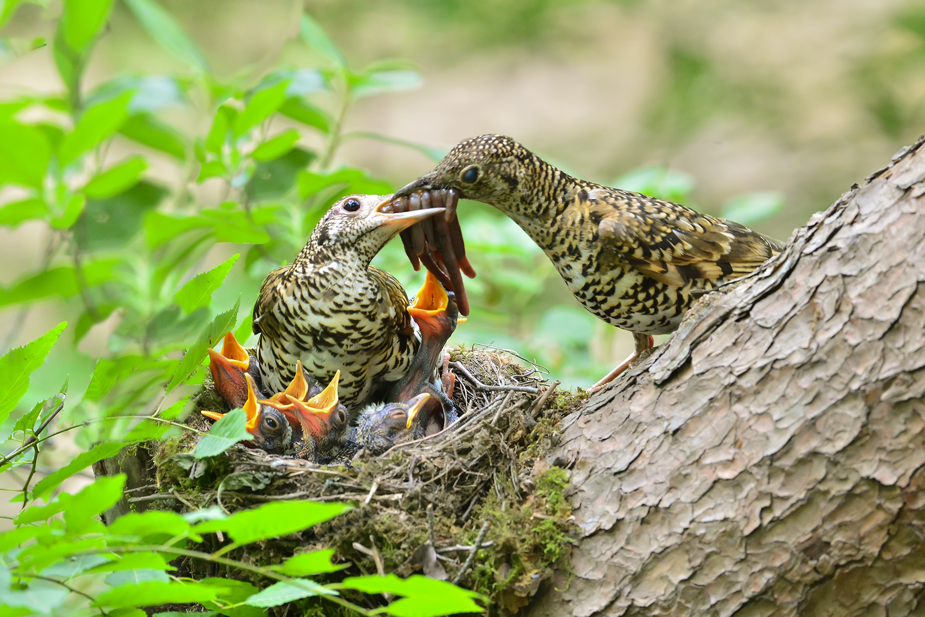 PHOTO BY WO2YA LAB | Canon EOS-1D X Mark II | 2024:06:04 17:50:47 | ISO-3200 | 1/8000 sec | f 7.1 | 250 mm | EV=0 | ● WIDTH:1800 pixels  HEIGHT:1200 pixels