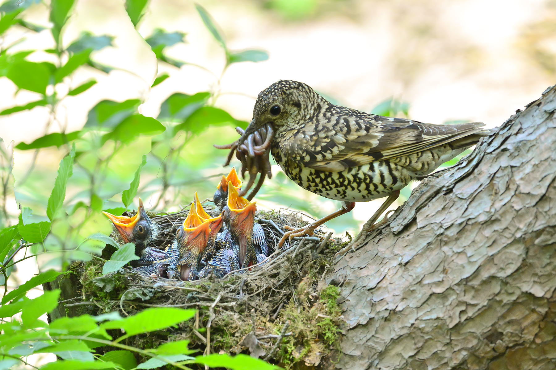 PHOTO BY WO2YA LAB | Canon EOS-1D X Mark II | 2024:06:04 17:50:47 | ISO-3200 | 1/8000 sec | f 7.1 | 250 mm | EV=0 | ● WIDTH:1800 pixels  HEIGHT:1200 pixels