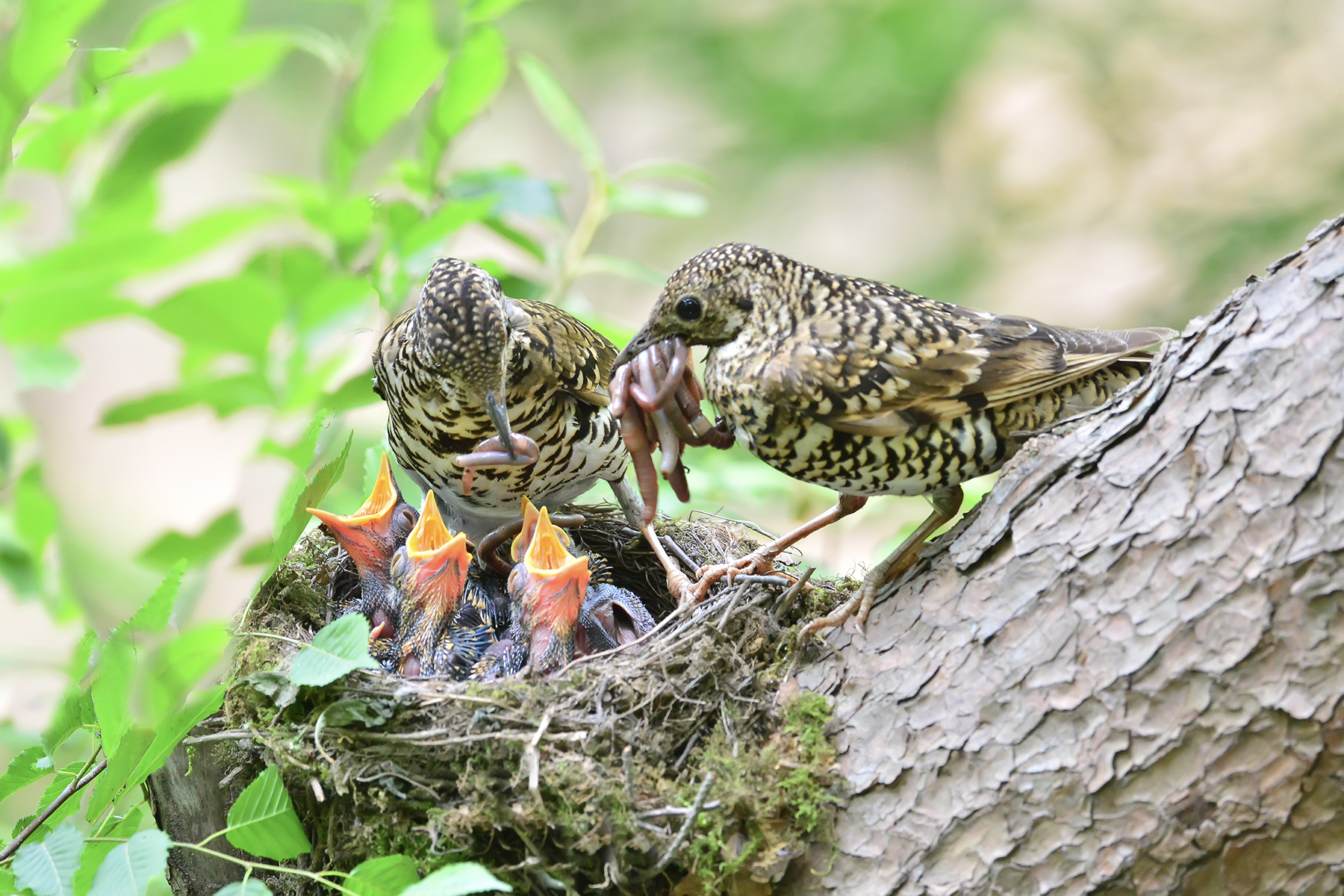 PHOTO BY WO2YA LAB | Canon EOS-1D X Mark II | 2024:06:04 17:50:47 | ISO-3200 | 1/8000 sec | f 7.1 | 250 mm | EV=0 | ● WIDTH:1800 pixels  HEIGHT:1200 pixels