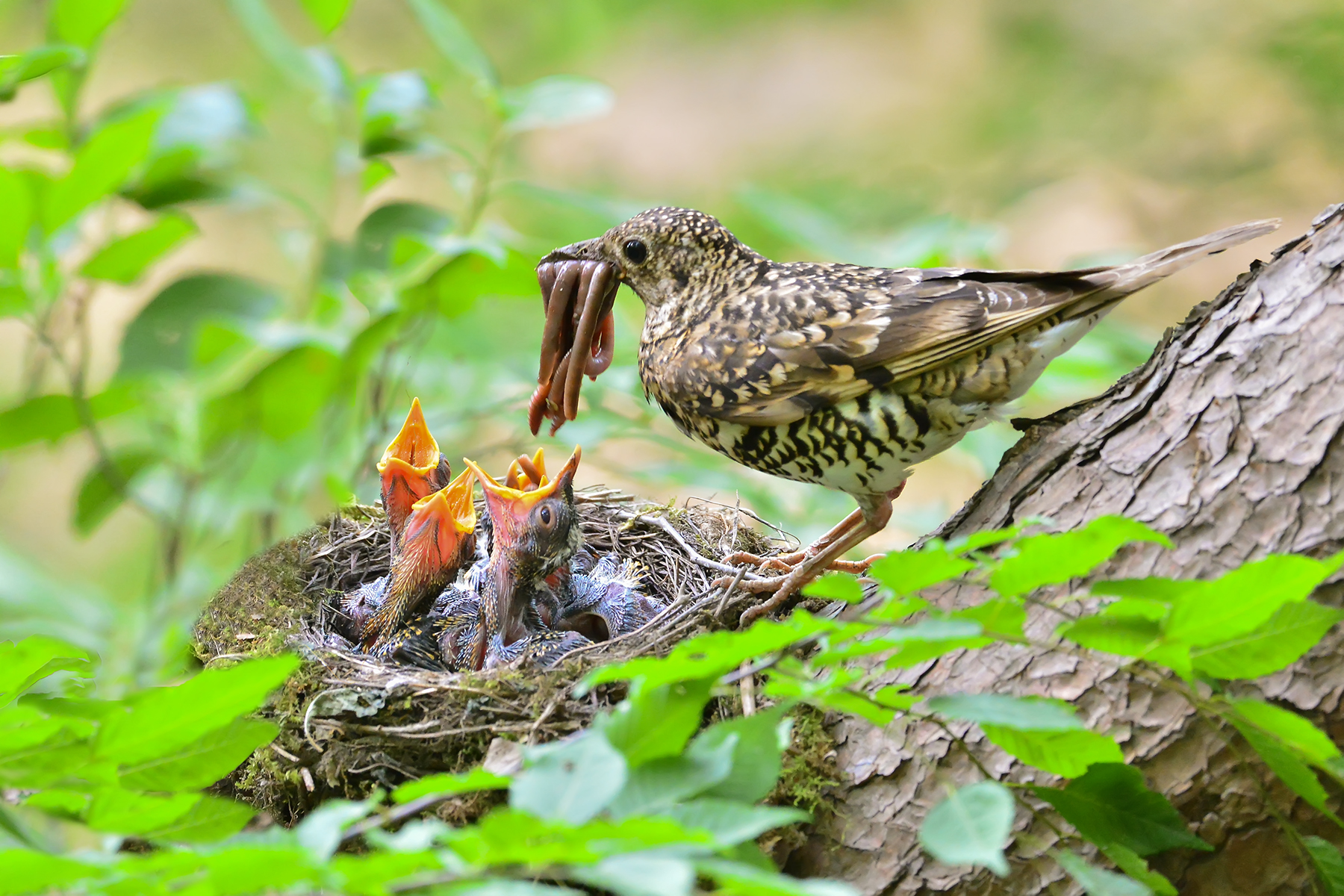 PHOTO BY WO2YA LAB | Canon EOS-1D X Mark II | 2024:06:04 17:50:47 | ISO-3200 | 1/8000 sec | f 7.1 | 250 mm | EV=0 | ● WIDTH:1800 pixels  HEIGHT:1200 pixels